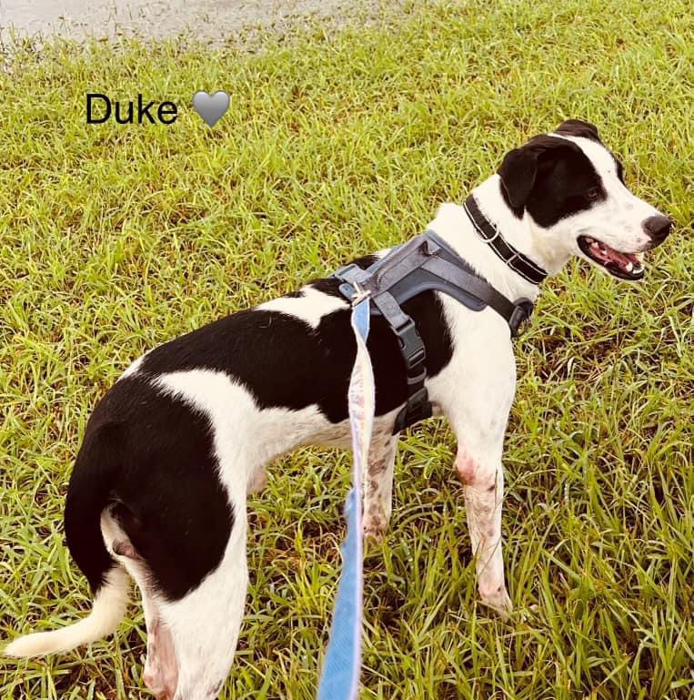 Enlarge Duke, a Adoptable mixed breed in Inez, TX image 6/6
