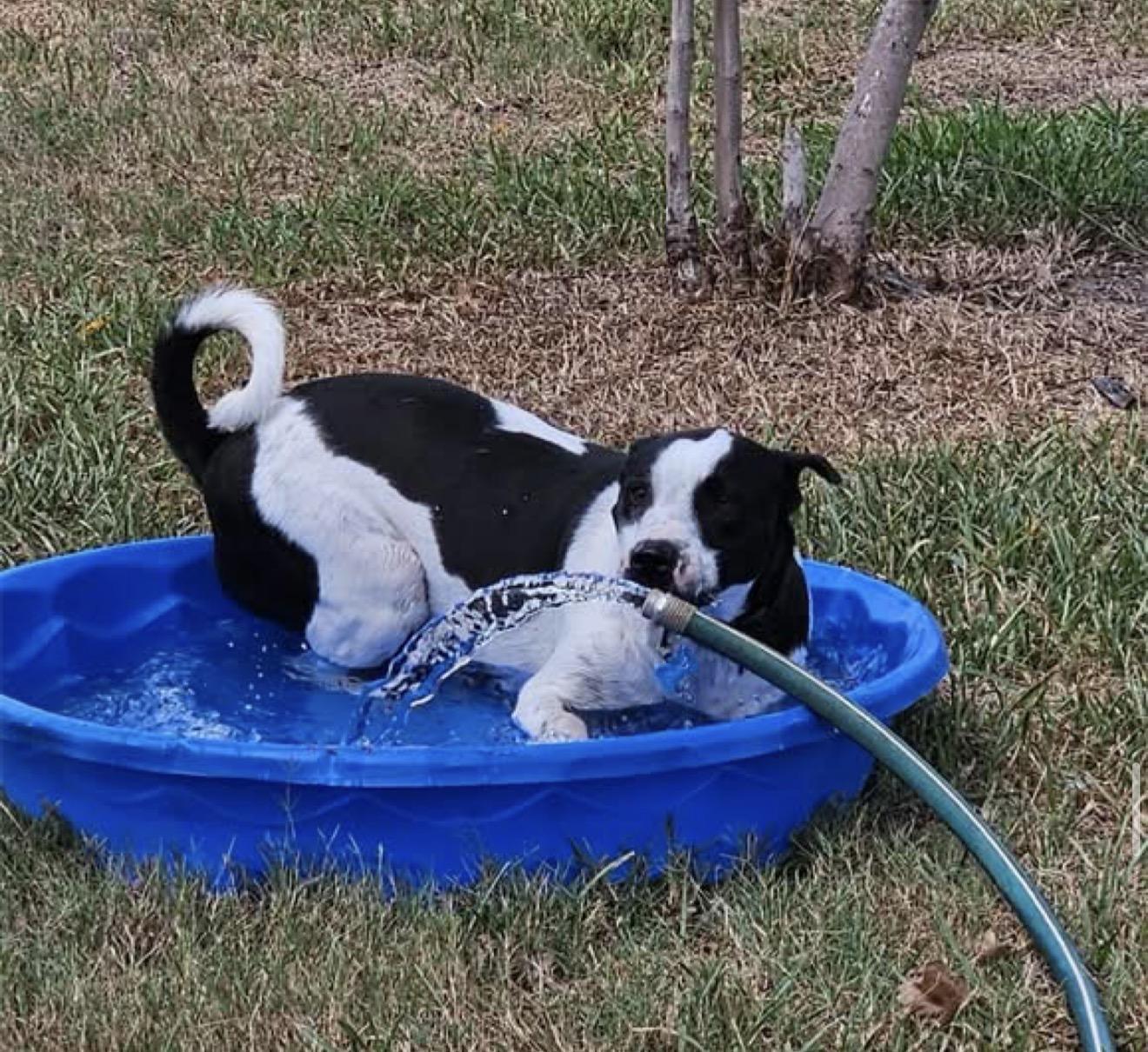 Enlarge Duke, a Adoptable mixed breed in Inez, TX image 5/6