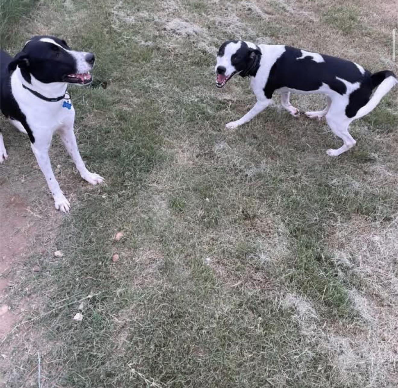Enlarge Duke, a Adoptable mixed breed in Inez, TX image 6/6