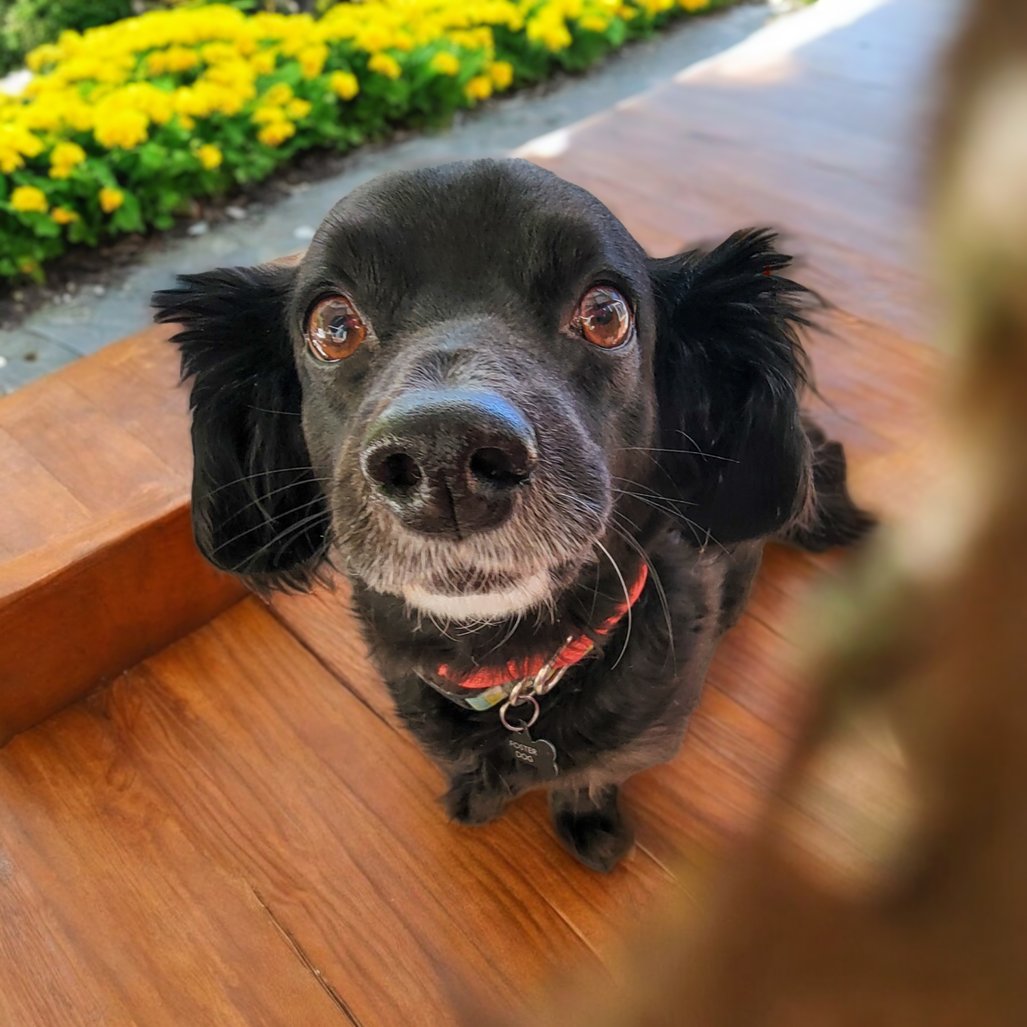 Enlarge Lucky, a Adoptable mixed breed in Running Springs, CA image 1/2