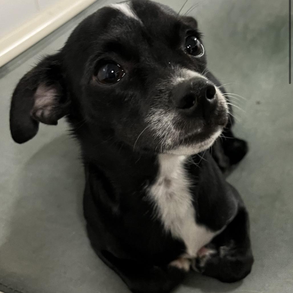 Enlarge Teo, a Adoptable Chihuahua in Katy, TX image 1/1