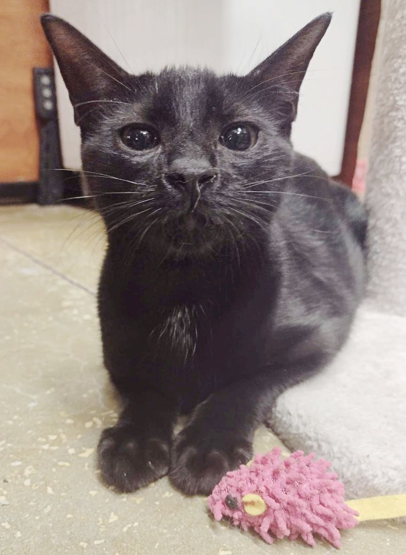 Magic, Adoptable, Kitten Male American Shorthair.