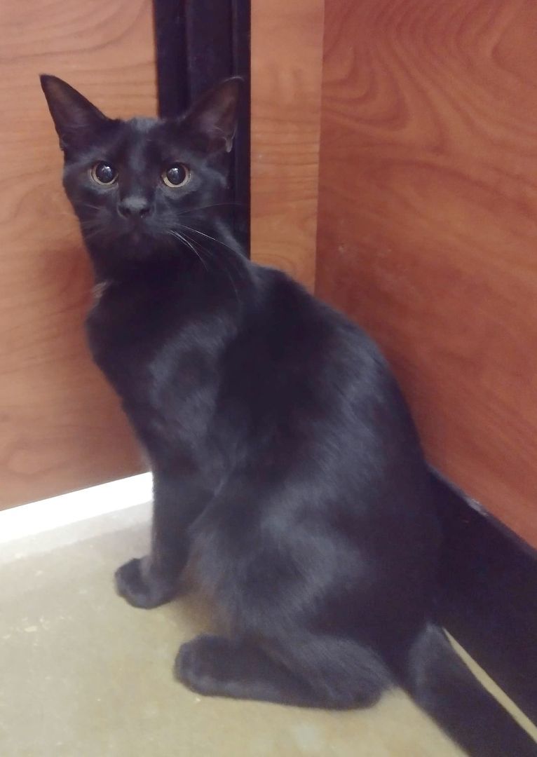 Enlarge Magic, a Adoptable American Shorthair in Lakeland, FL image 2/10