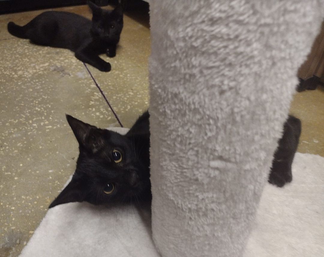 Enlarge Magic, a Adoptable American Shorthair in Lakeland, FL image 3/10