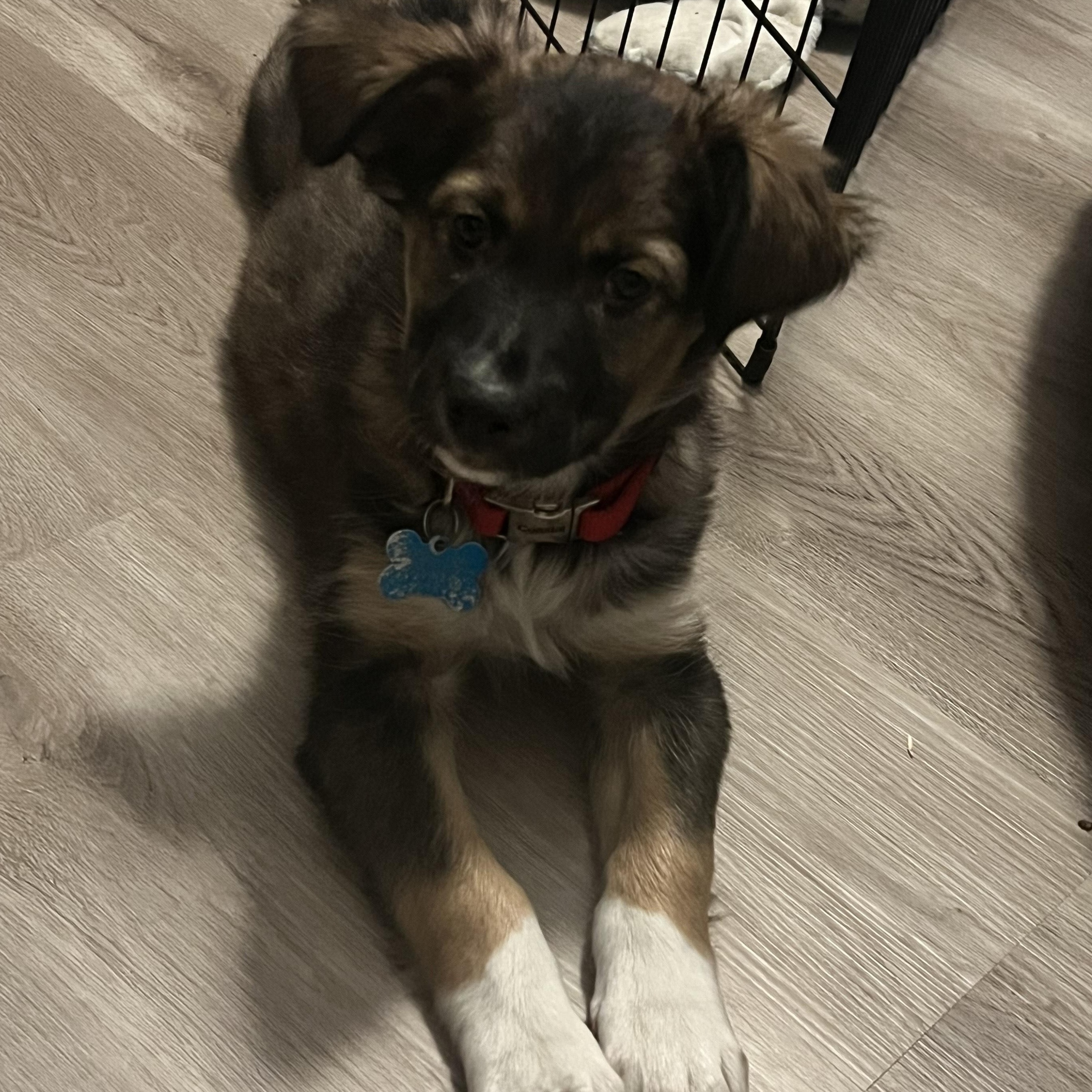 Enlarge Landon, a ADOPTABLE mixed breed in Minneapolis, MN image 2/2