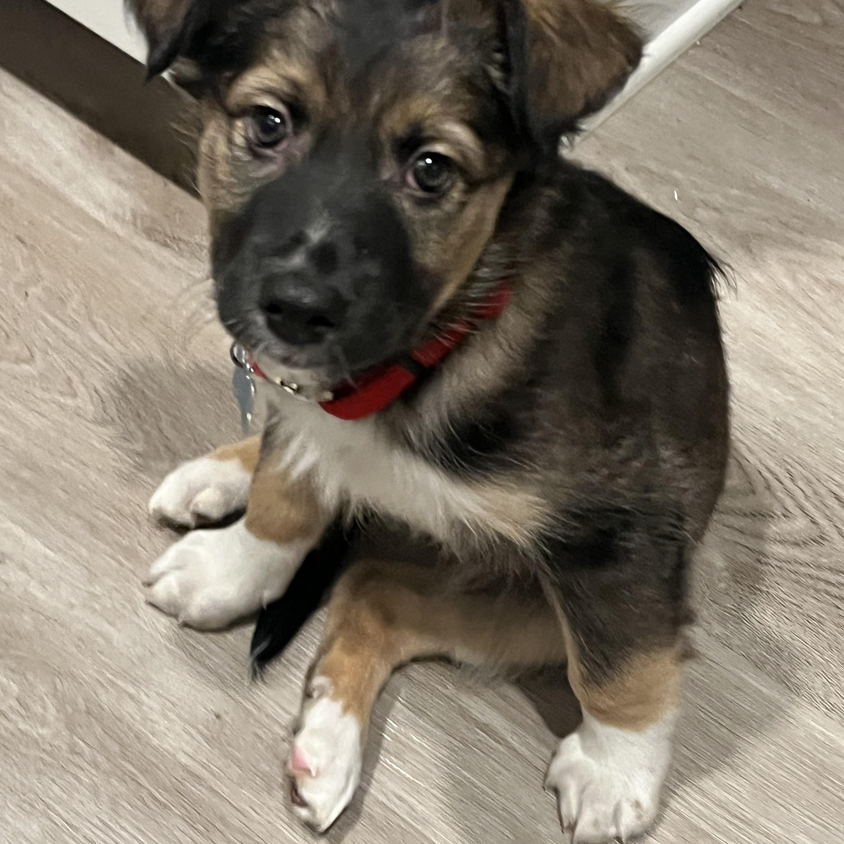 Enlarge Landon, a ADOPTABLE mixed breed in Minneapolis, MN image 1/2