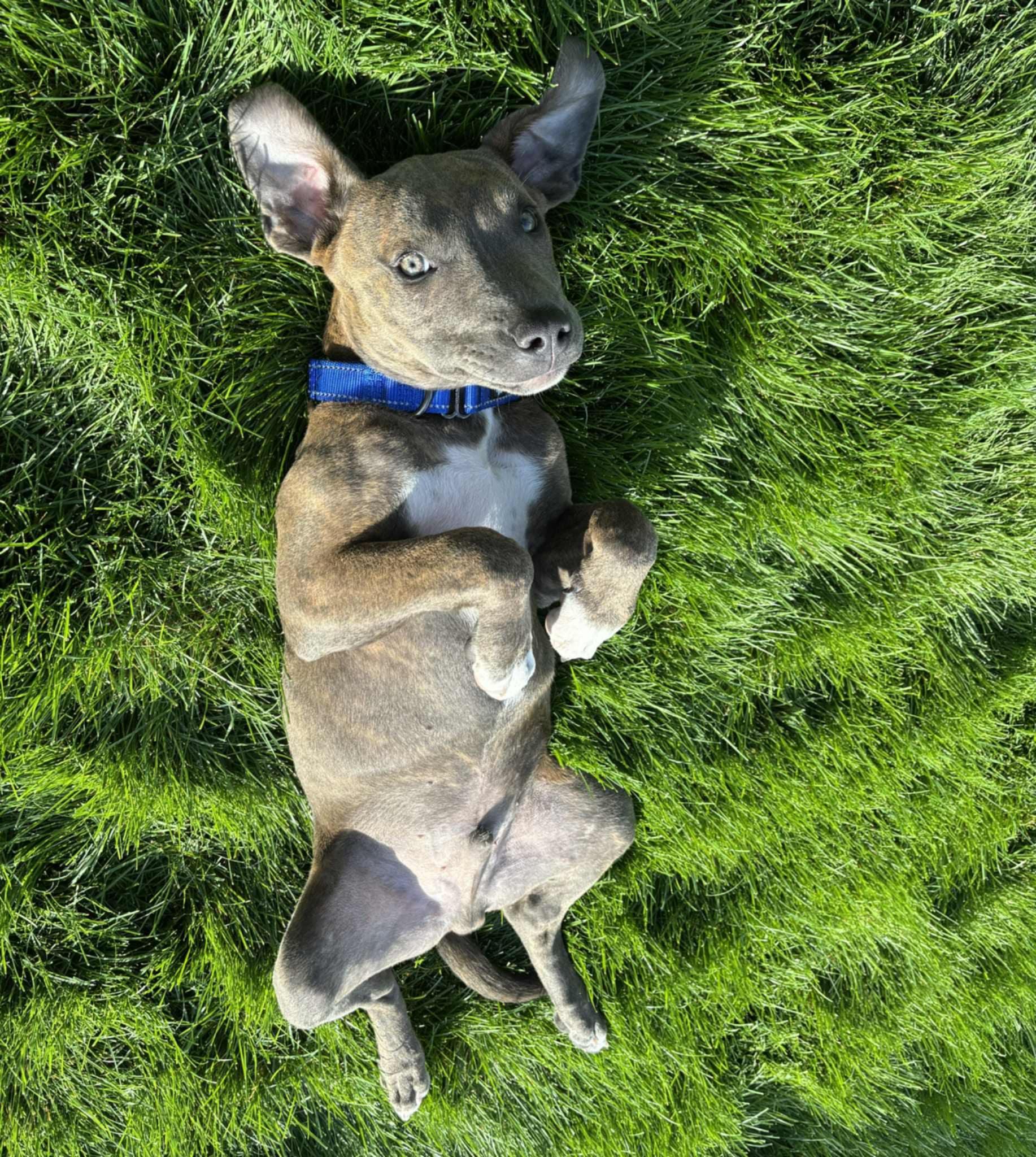 Brownie, an adoptable Pit Bull Terrier in Mead, WA, 99021 | Photo Image 2