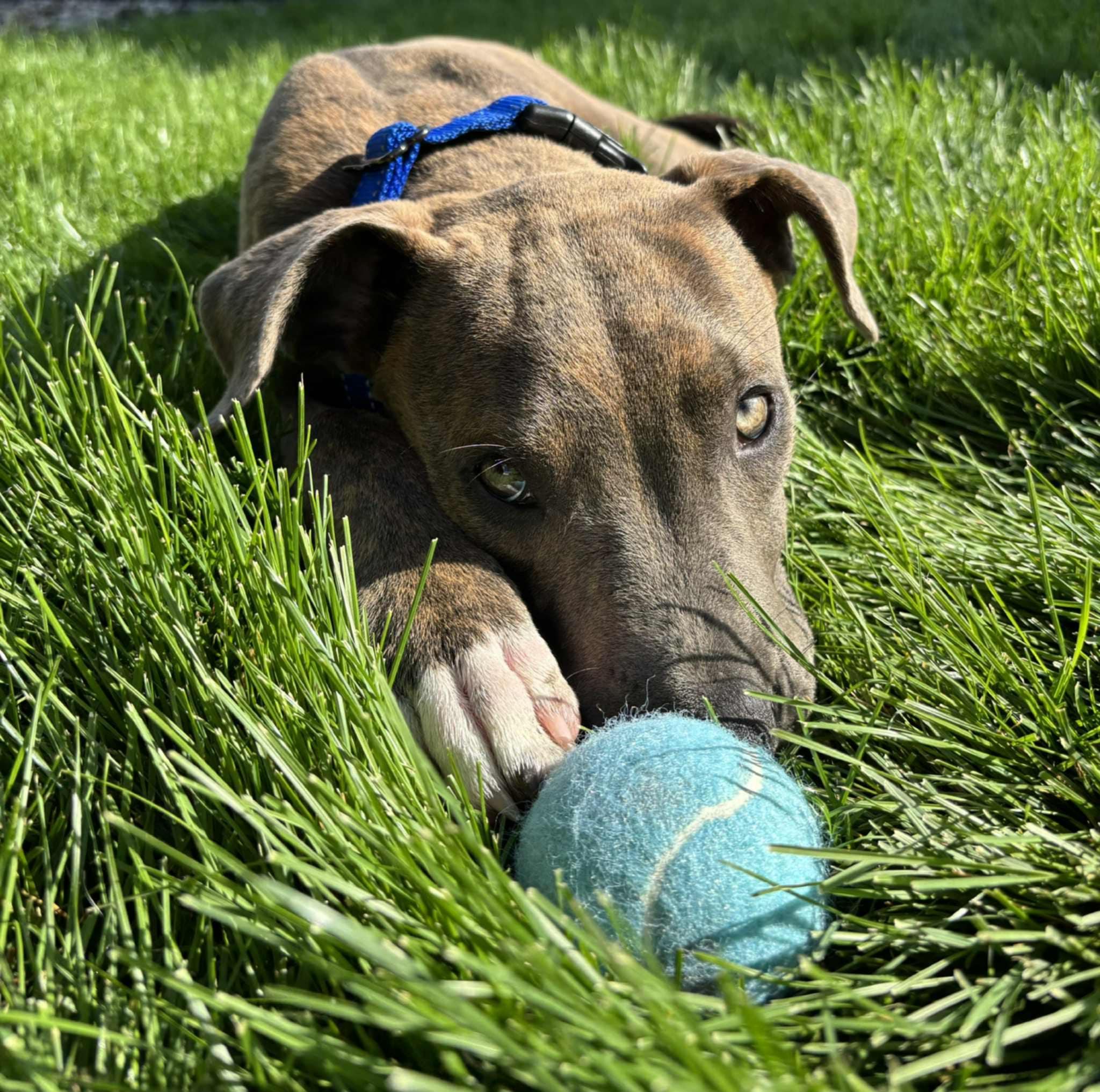 Brownie, an adoptable Pit Bull Terrier in Mead, WA, 99021 | Photo Image 4