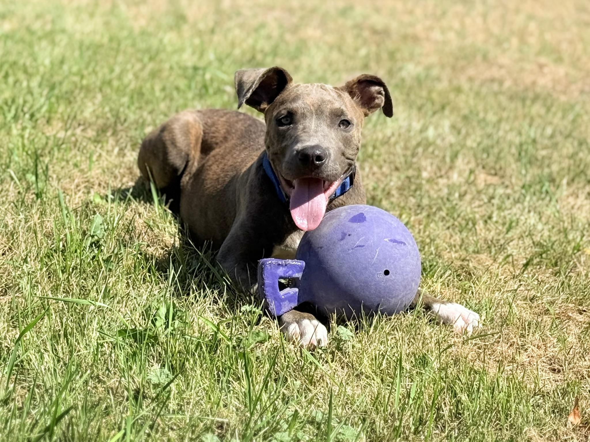 Brownie, an adoptable Pit Bull Terrier in Mead, WA, 99021 | Photo Image 1