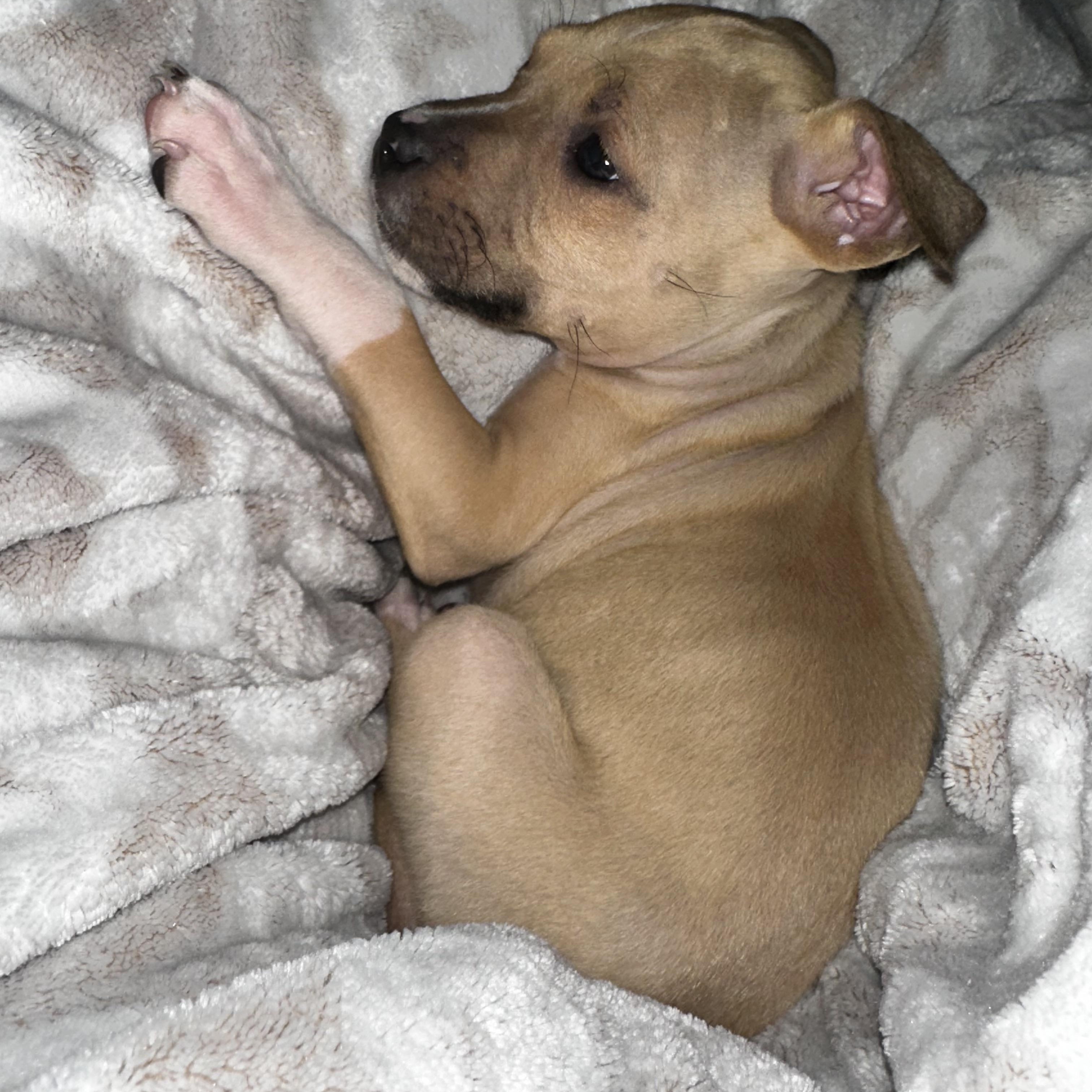 Enlarge June, a Adoptable mixed breed in Kannapolis, NC image 1/1