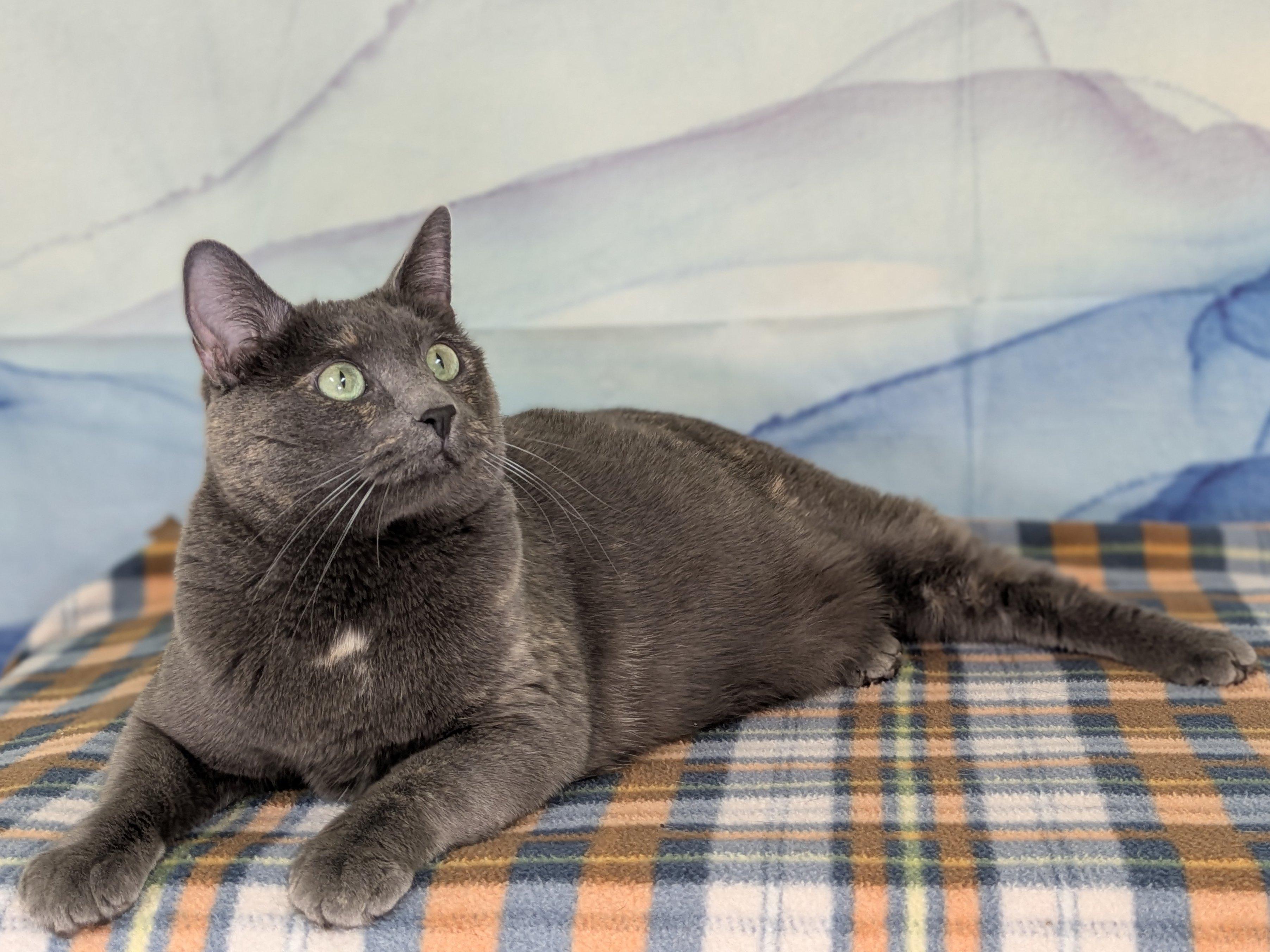 Lulu, an adoptable Dilute Tortoiseshell, Domestic Short Hair in Republic, WA, 99166 | Photo Image 3