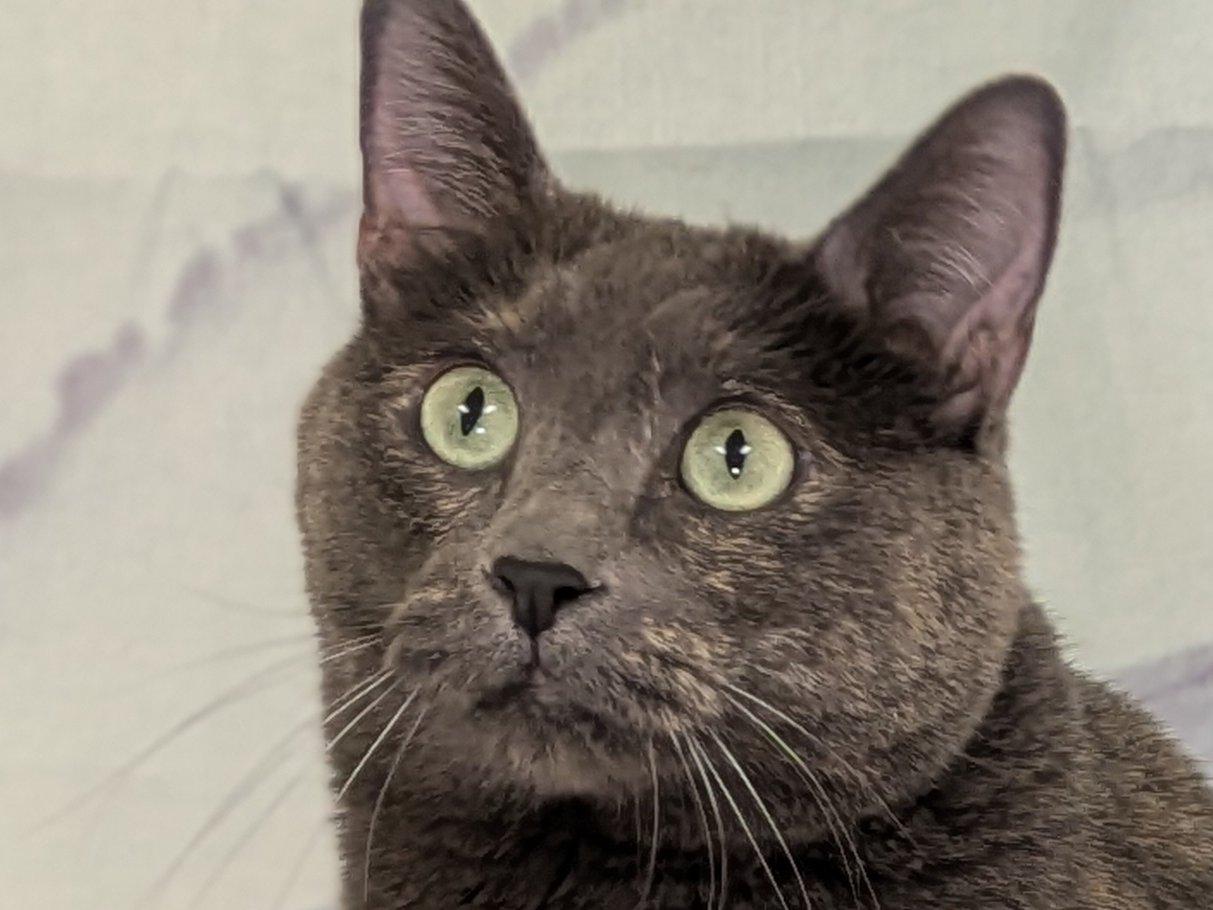 Lulu, an adoptable Dilute Tortoiseshell, Domestic Short Hair in Republic, WA, 99166 | Photo Image 4