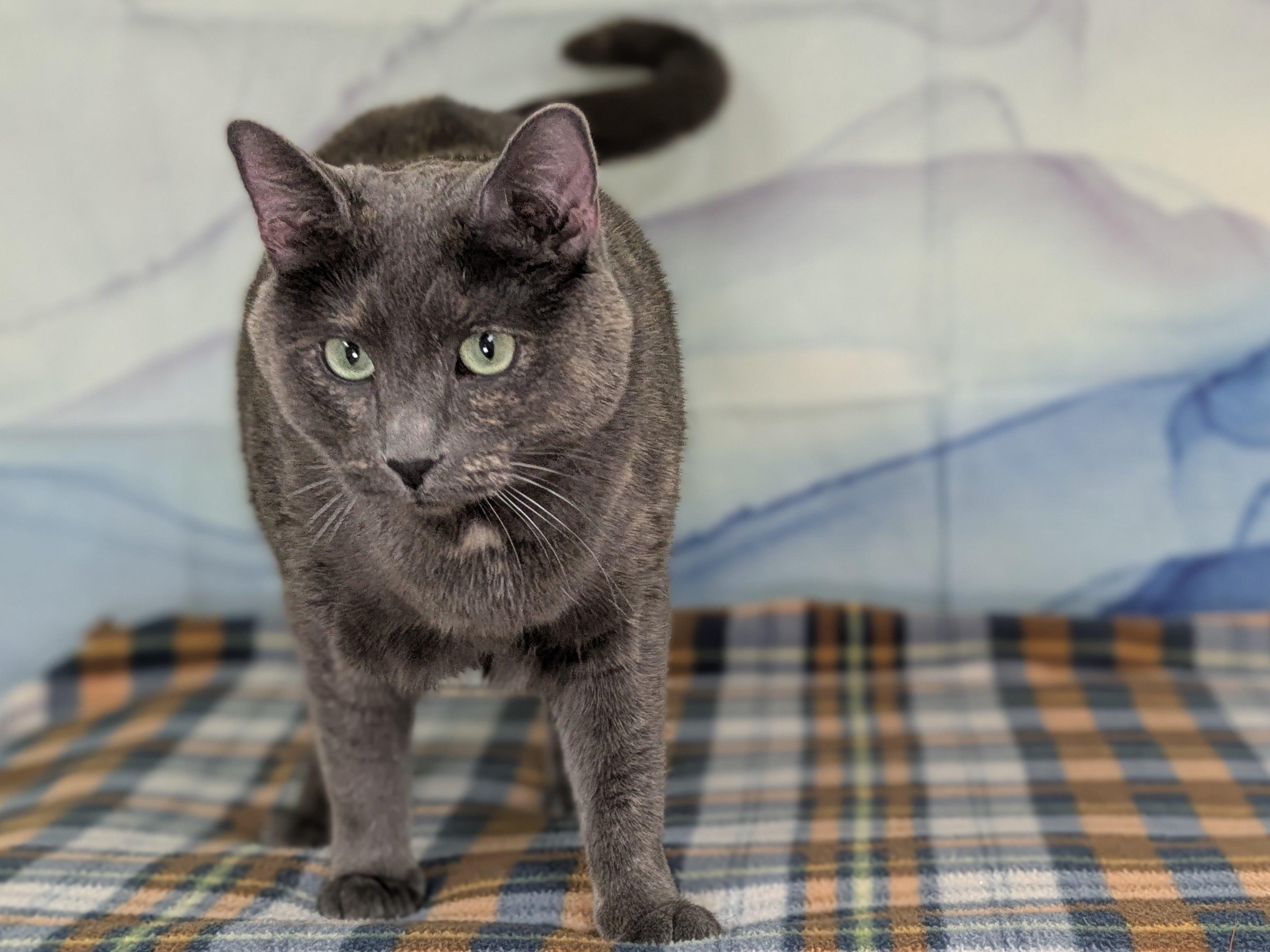 Lulu, an adoptable Dilute Tortoiseshell, Domestic Short Hair in Republic, WA, 99166 | Photo Image 2