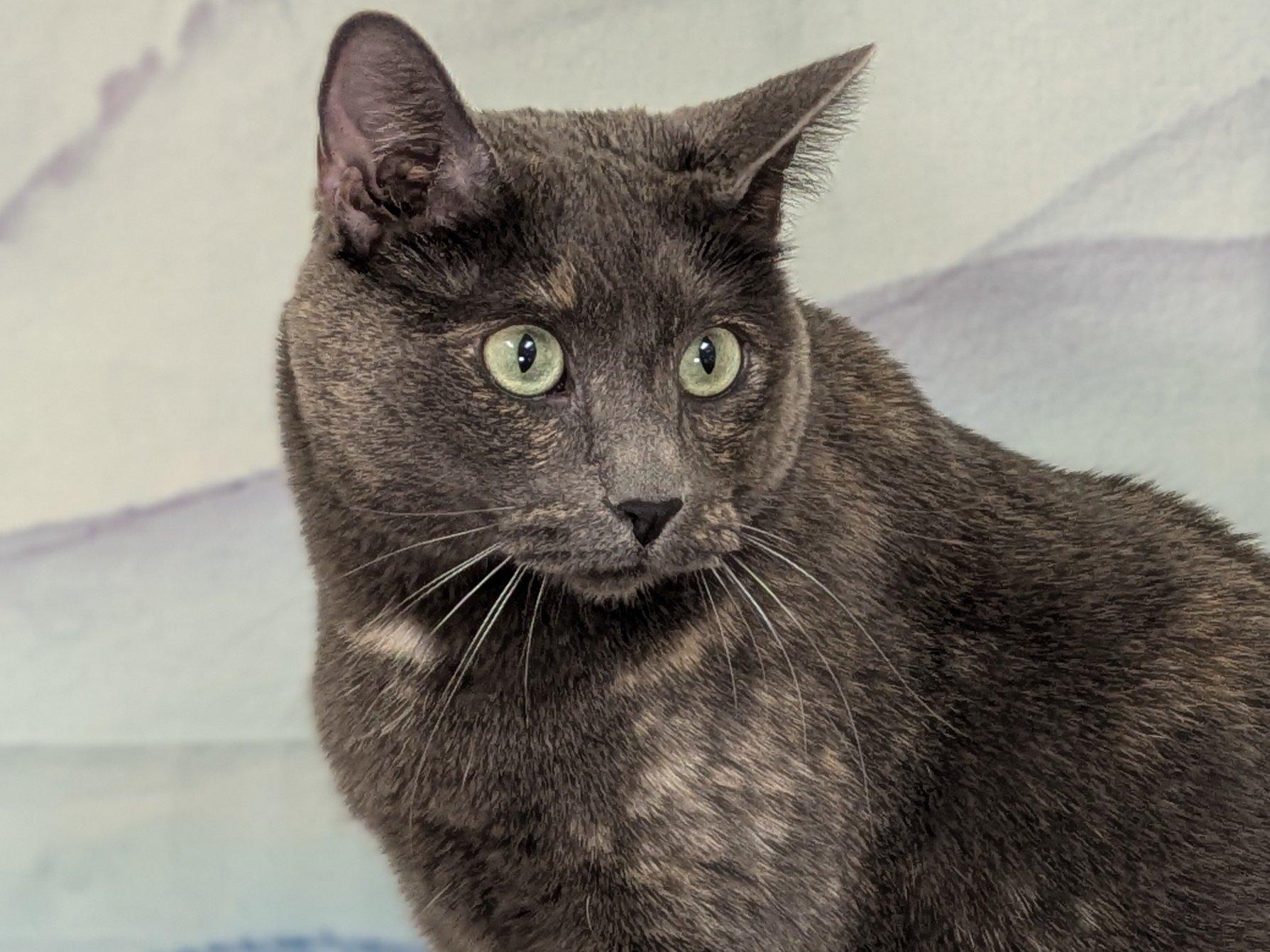 Lulu, an adoptable Dilute Tortoiseshell, Domestic Short Hair in Republic, WA, 99166 | Photo Image 1