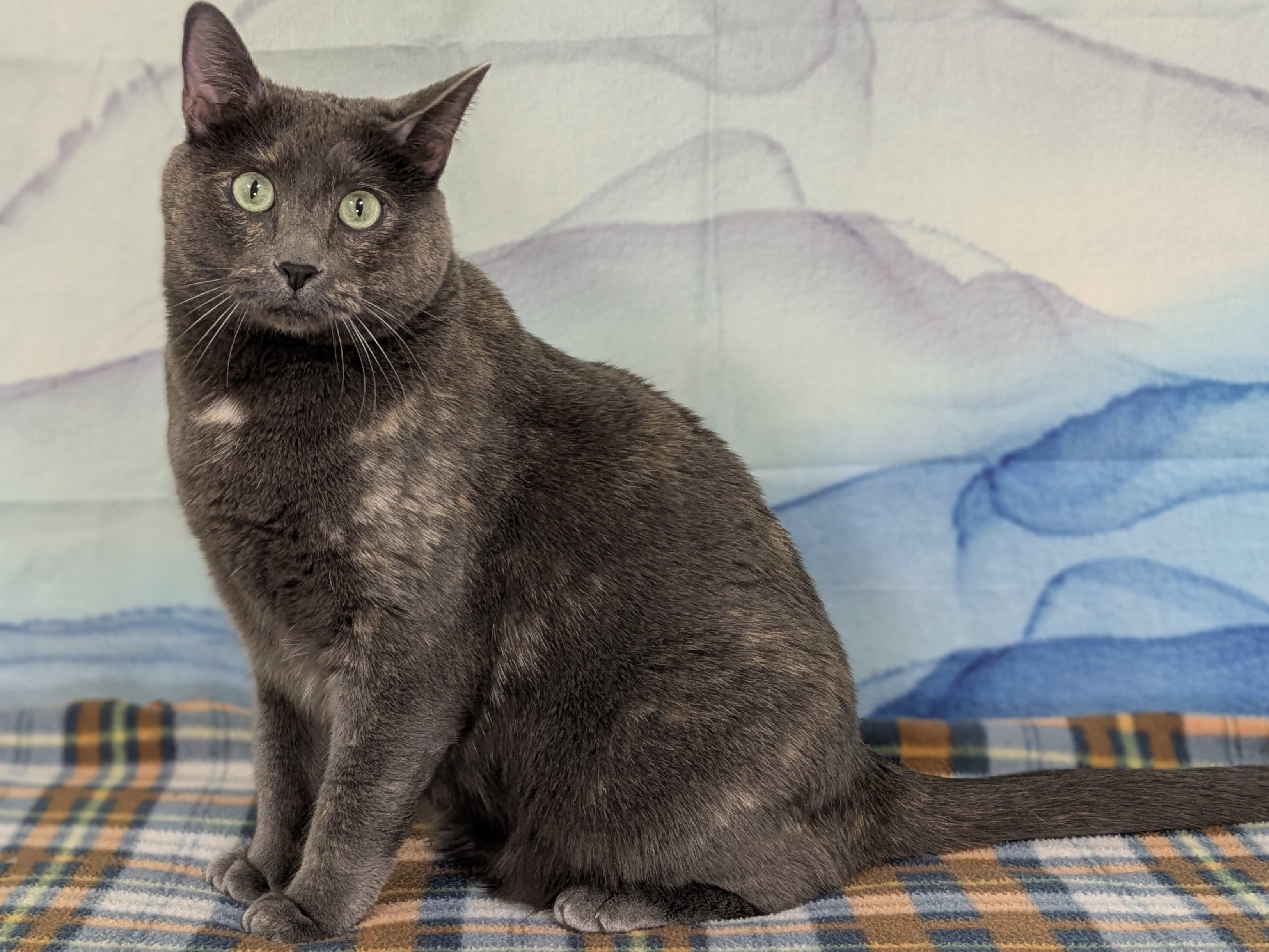 Lulu, an adoptable Dilute Tortoiseshell, Domestic Short Hair in Republic, WA, 99166 | Photo Image 5