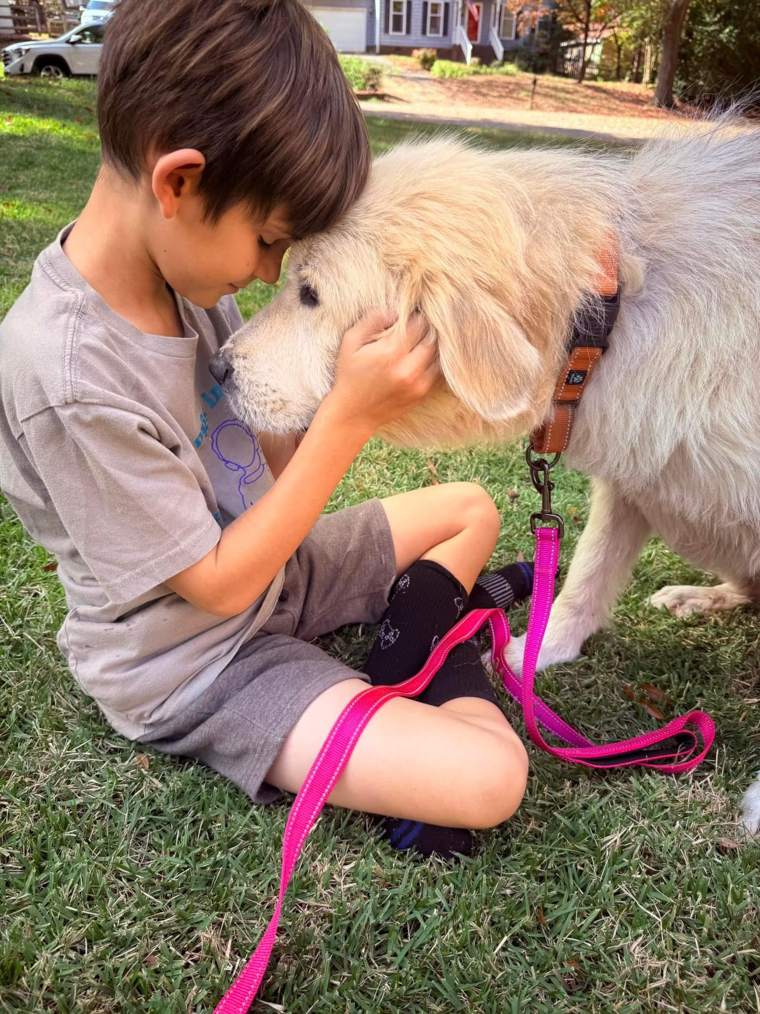 Enlarge Sakari, a Adopted Great Pyrenees in Charlotte, NC image 4/6