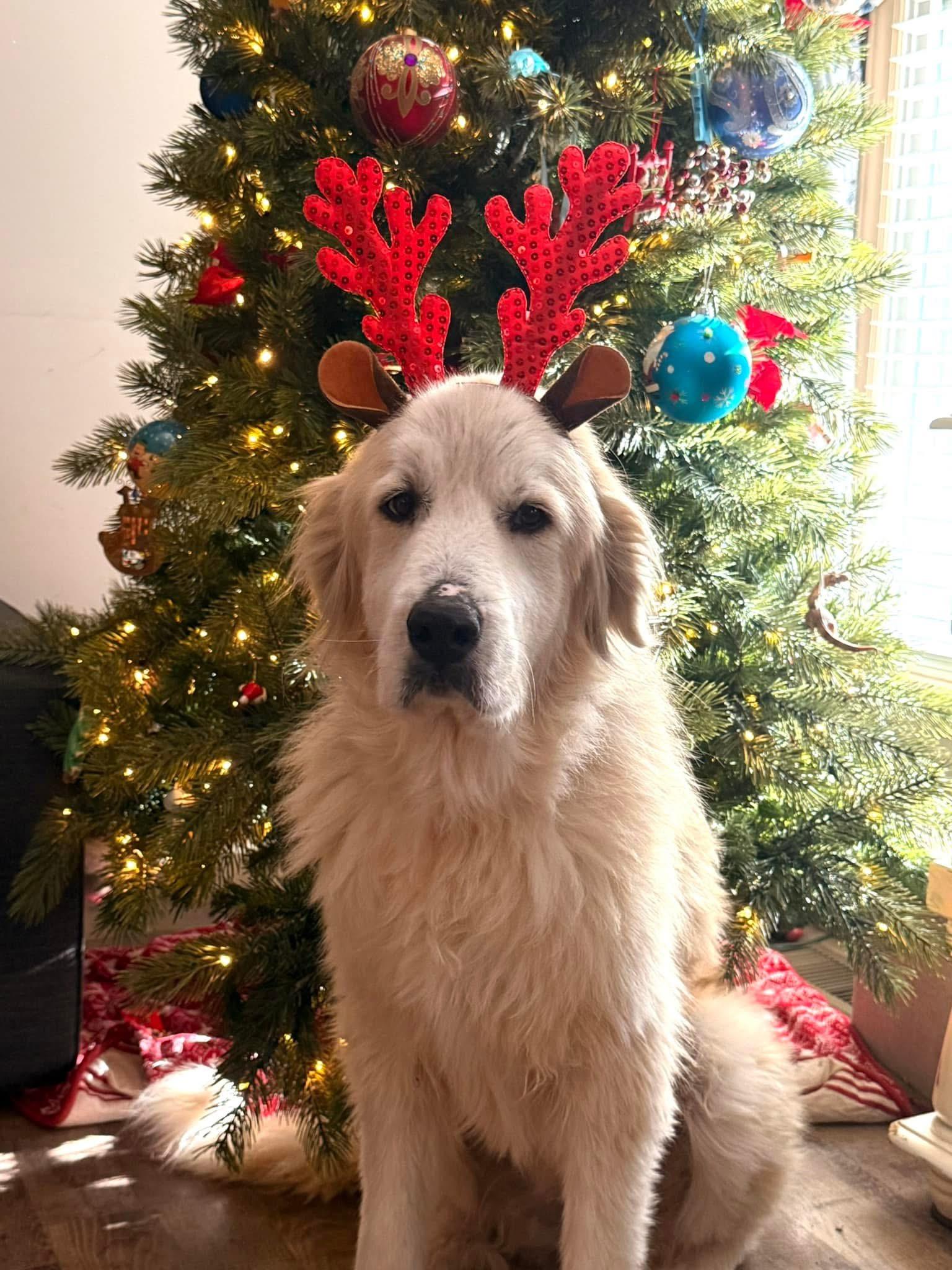 Enlarge Sakari, a Adopted Great Pyrenees in Charlotte, NC image 6/6