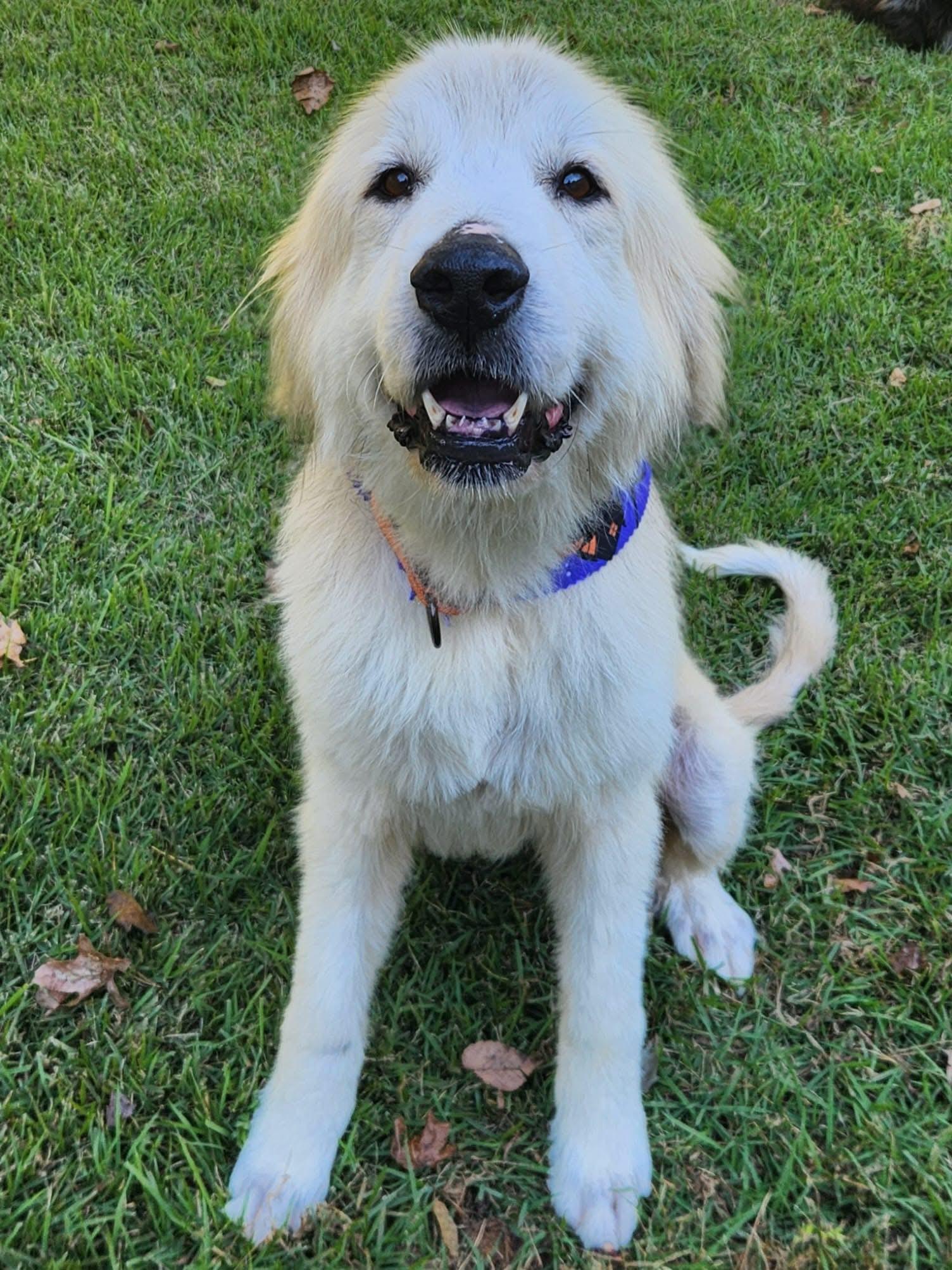Enlarge Sakari, a Adopted Great Pyrenees in Charlotte, NC image 1/6