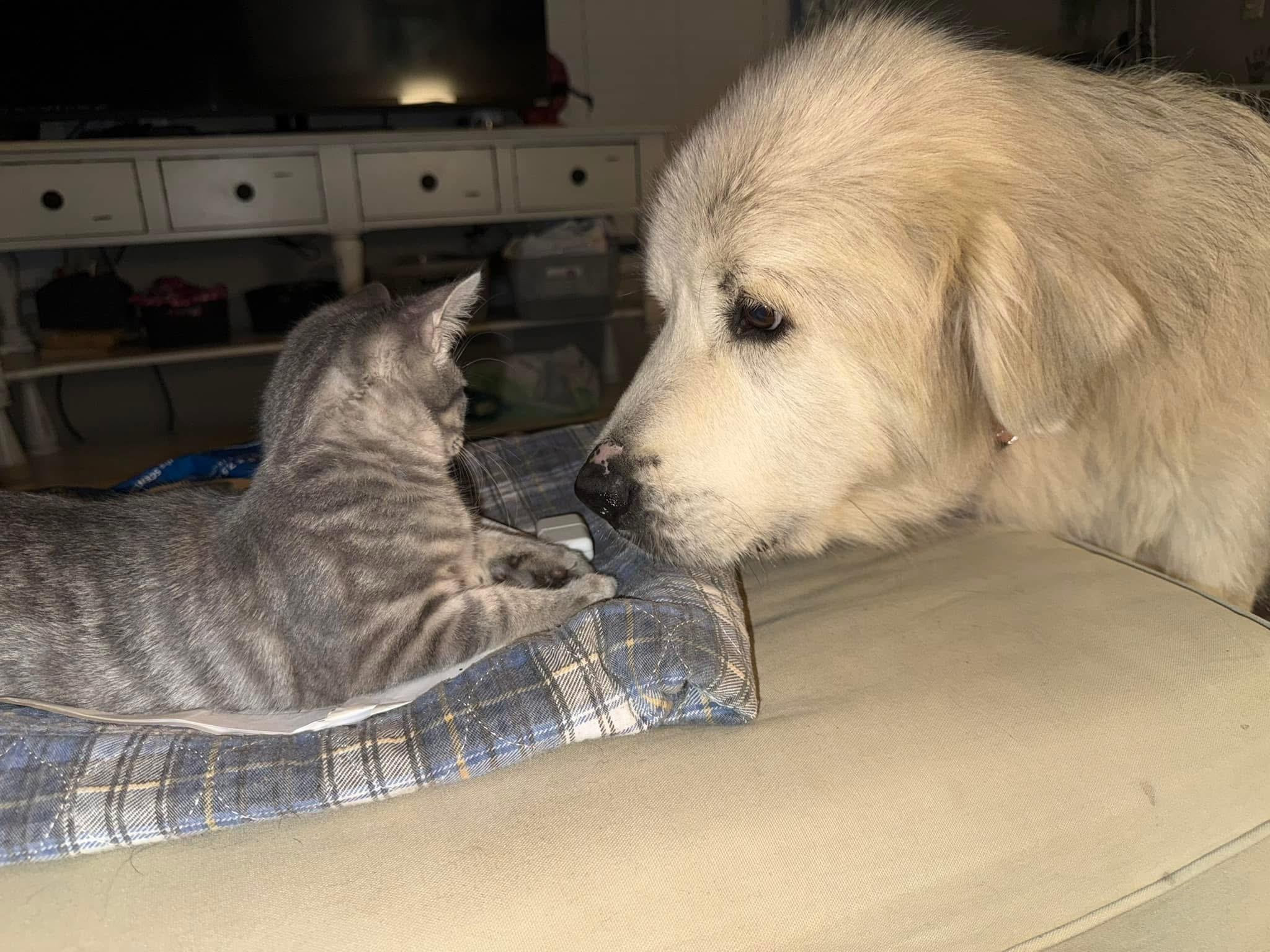 Enlarge Sakari, a Adopted Great Pyrenees in Charlotte, NC image 3/6