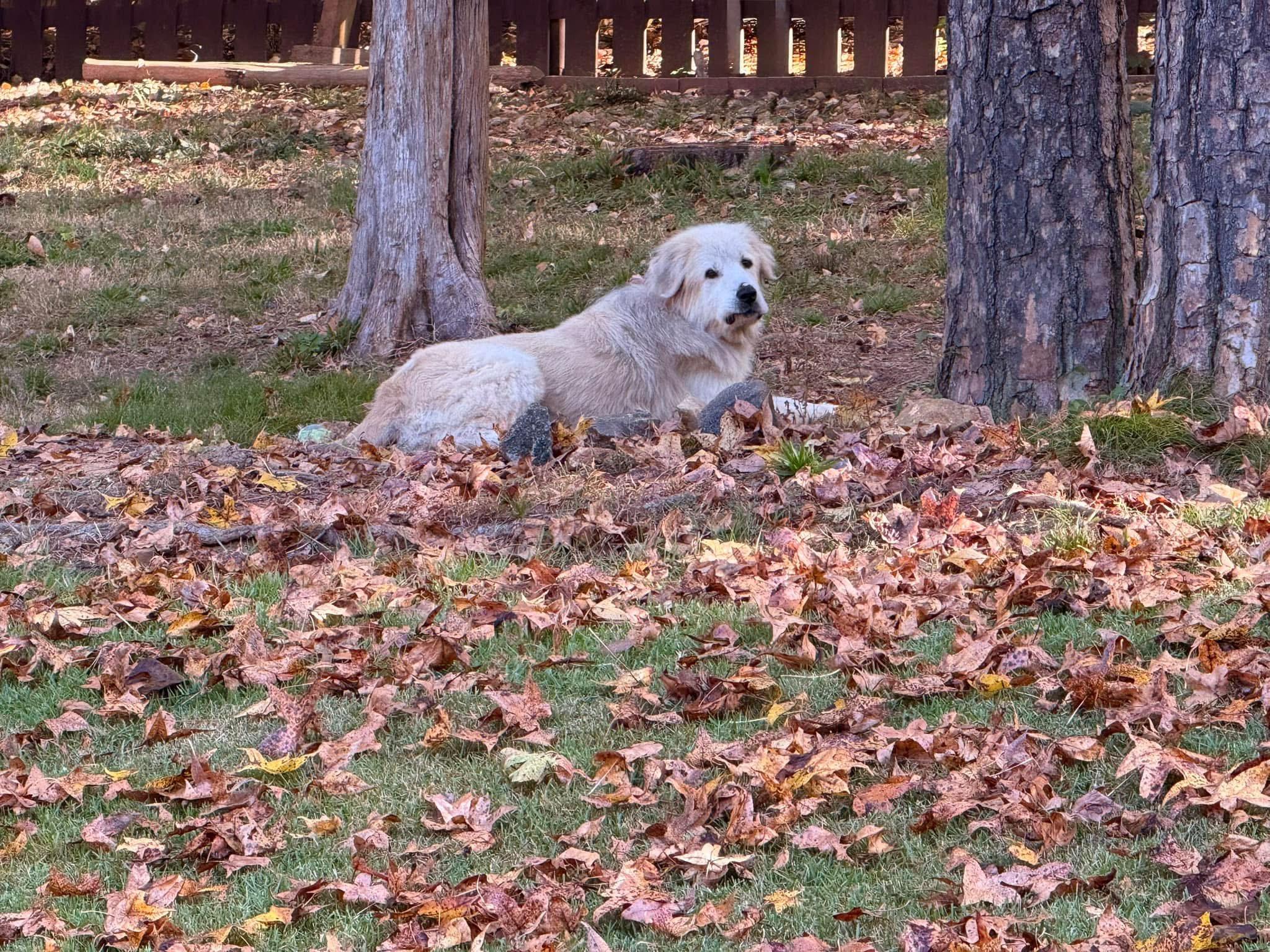 Enlarge Sakari, a Adopted Great Pyrenees in Charlotte, NC image 5/6