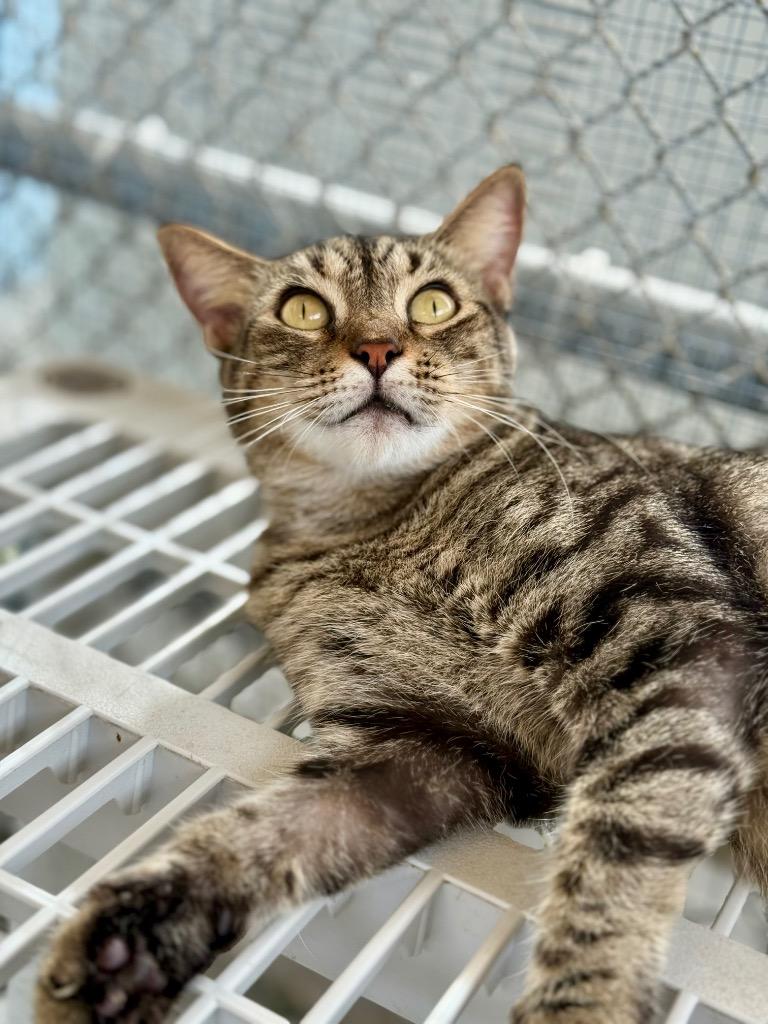 Enlarge Mama Kitty, a Adoptable mixed breed in Fort Lauderdale, FL image 1/5
