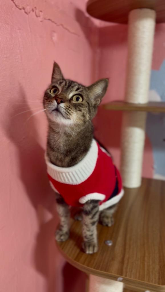 Enlarge Mama Kitty, a Adoptable mixed breed in Fort Lauderdale, FL image 2/5