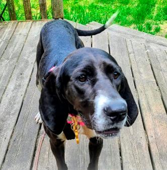Enlarge Matilda, an adoption pending mixed breed in Mchenry, IL image 2/4