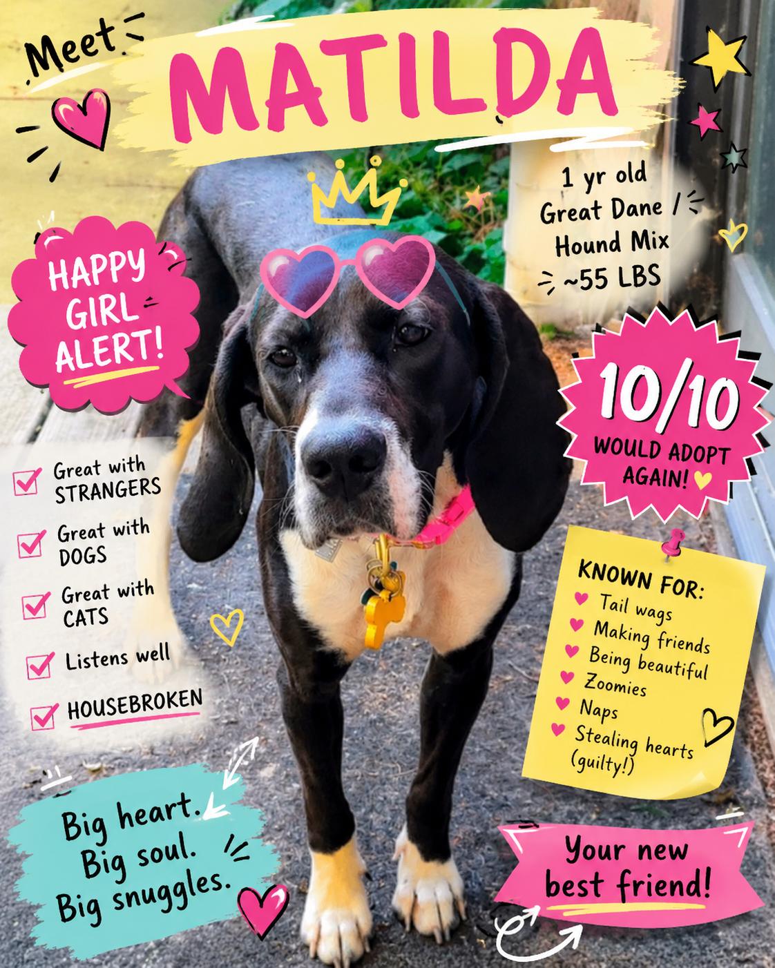 Enlarge Matilda, an adoption pending mixed breed in Mchenry, IL image 1/4