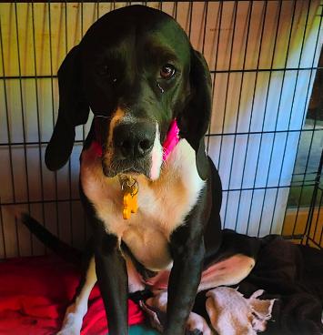 Enlarge Matilda, an adoption pending mixed breed in Mchenry, IL image 3/4