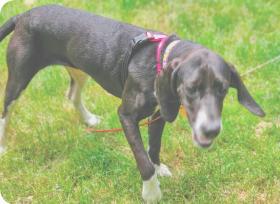Enlarge Matilda, an adoption pending mixed breed in Mchenry, IL image 4/4
