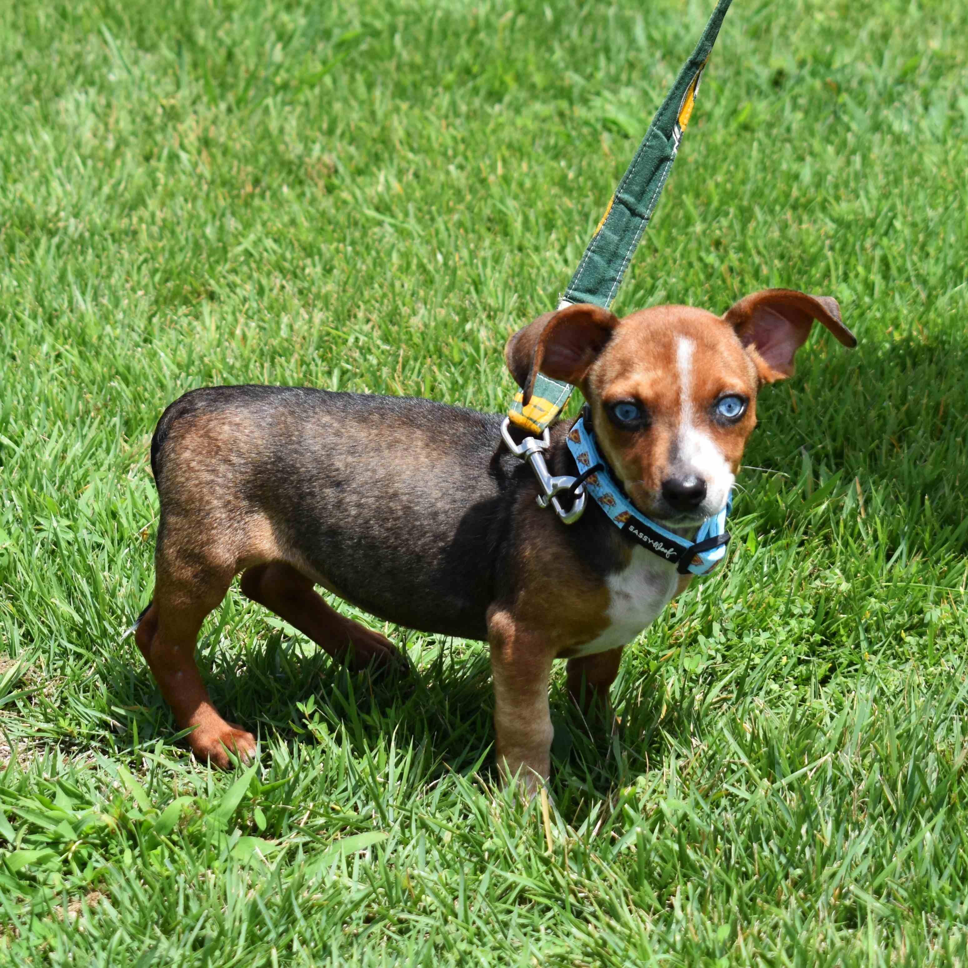 Dora, an adopted Mixed Breed in Searcy, AR image 6/6