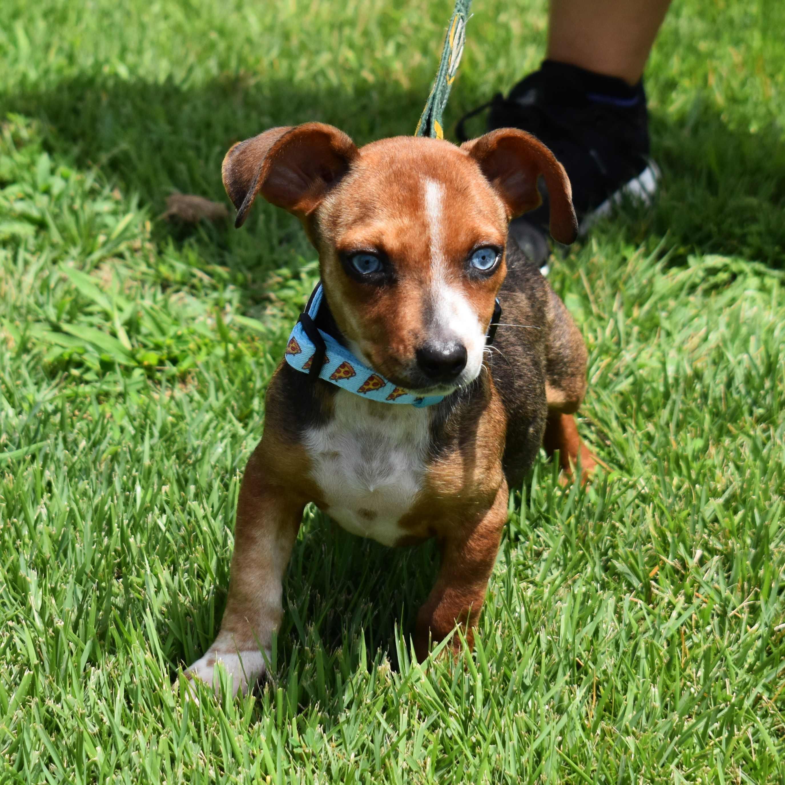 Dora, an adopted Mixed Breed in Searcy, AR image 4/6