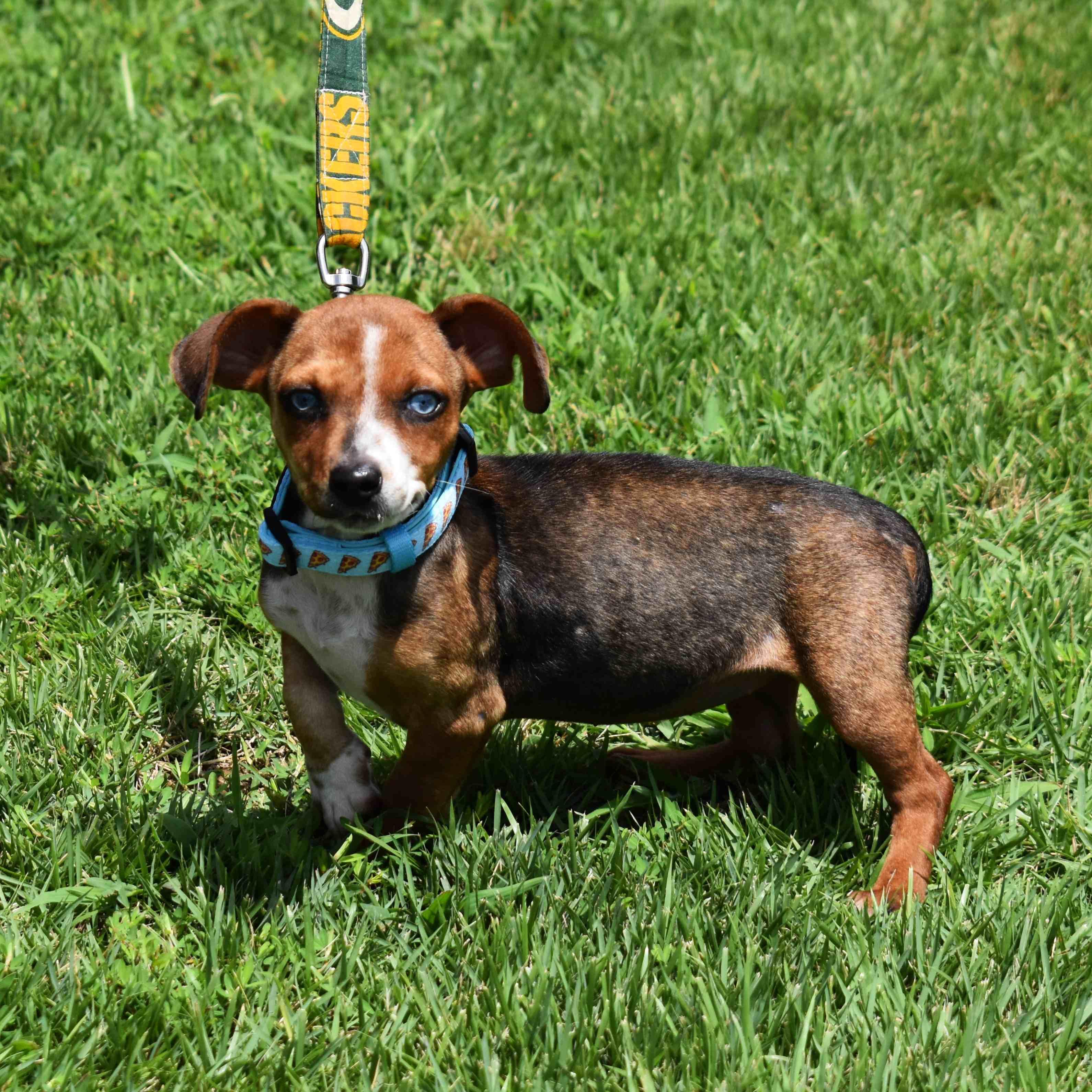 Dora, adopted, Puppy Female Mixed Breed.