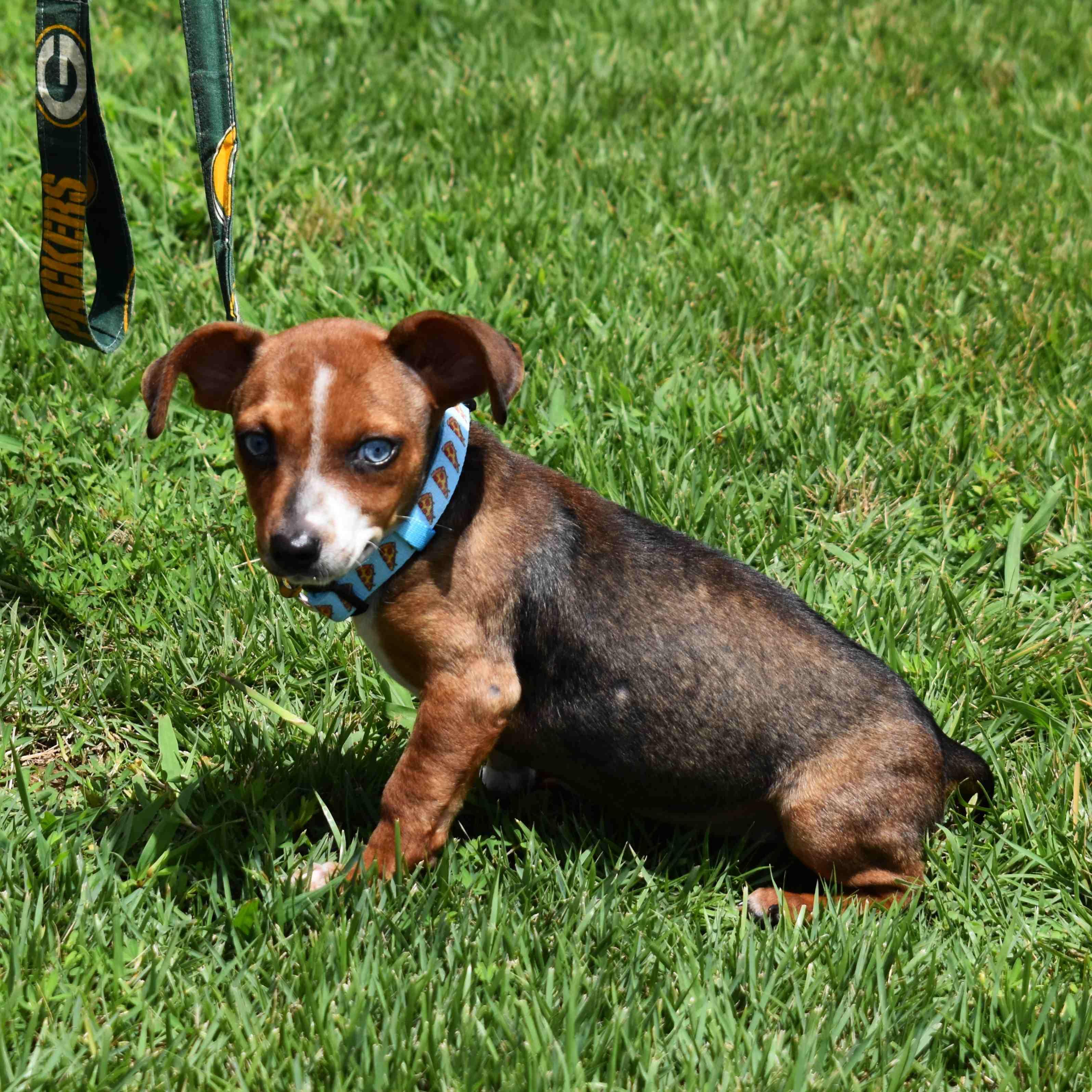 Dora, an adopted Mixed Breed in Searcy, AR image 5/6