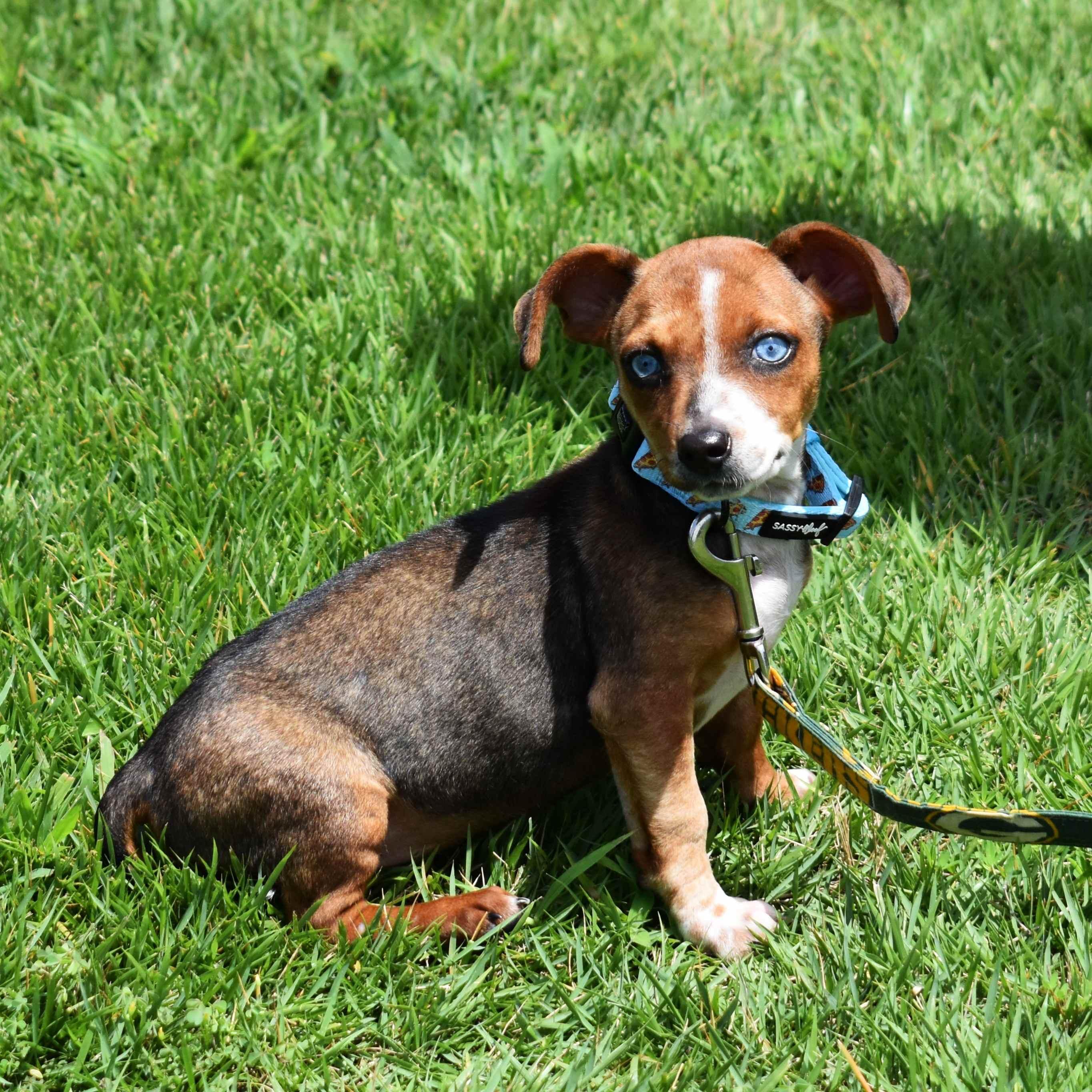 Dora, an adopted Mixed Breed in Searcy, AR image 3/6