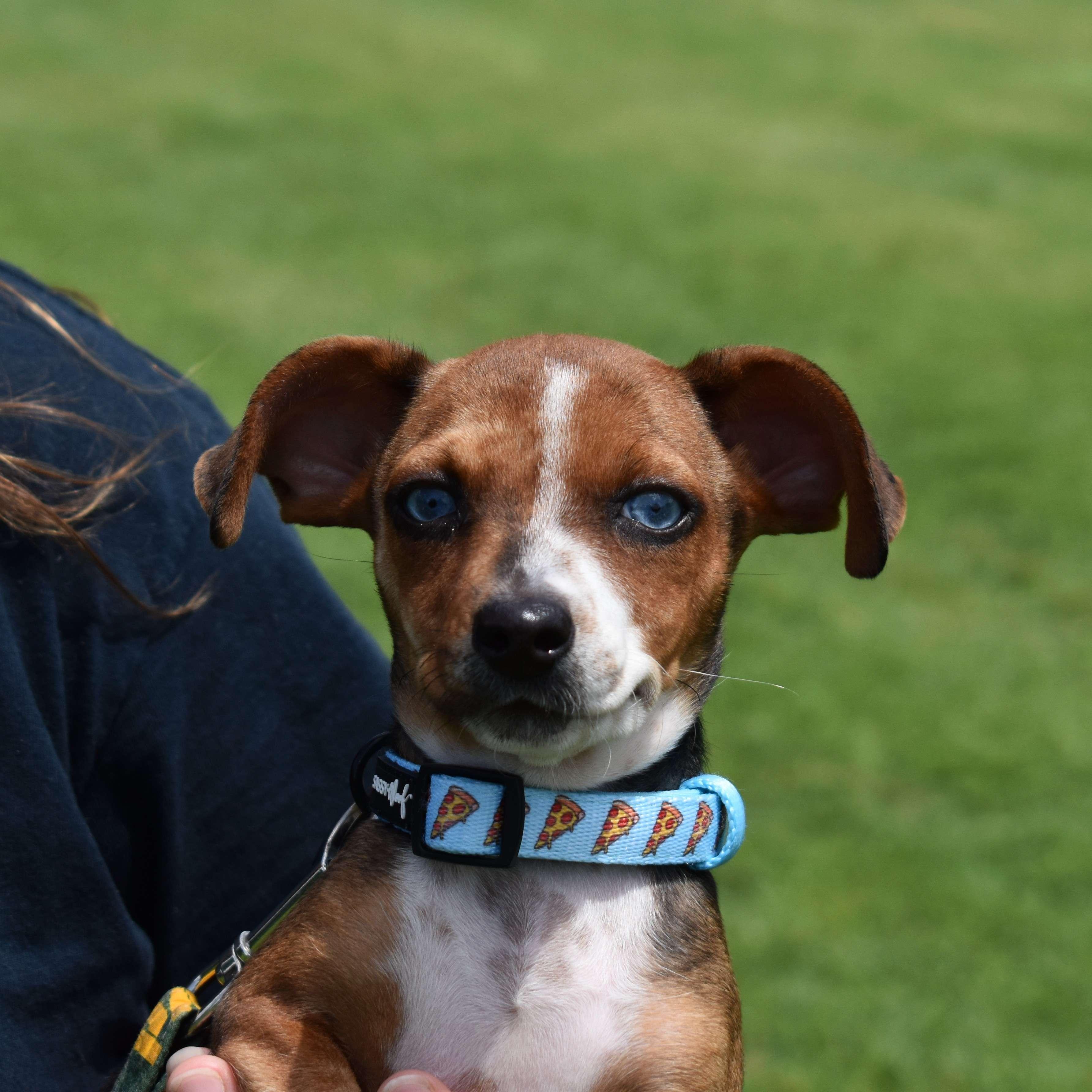 Dora, an adopted Mixed Breed in Searcy, AR image 2/6