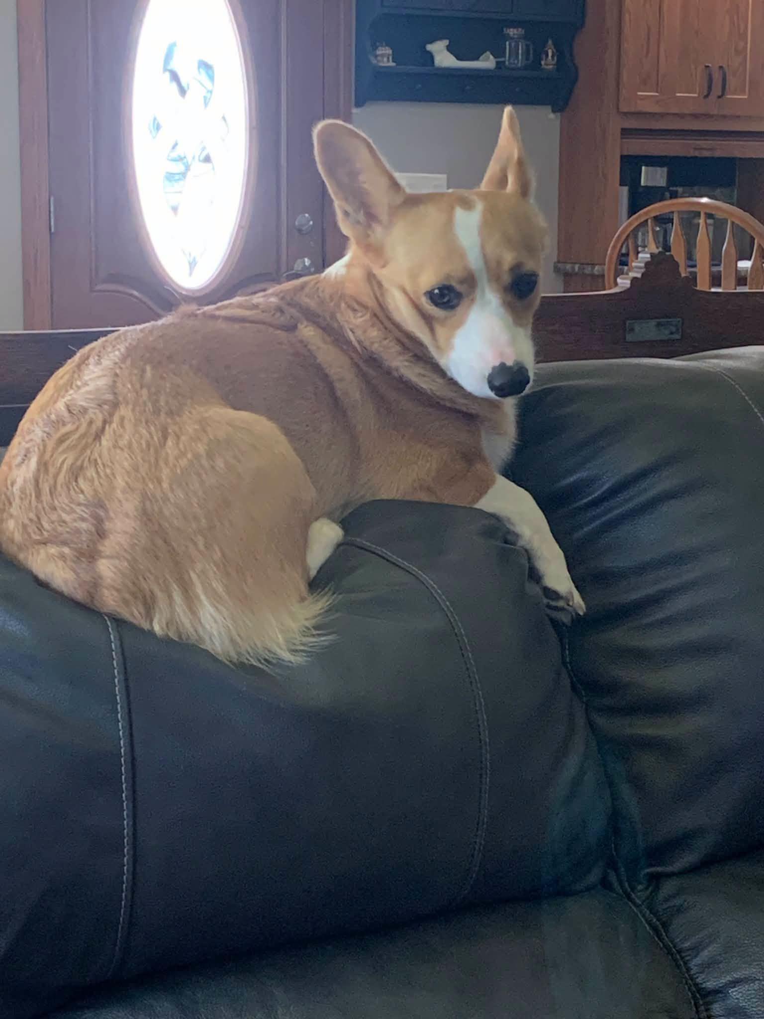Maggie, Adoptable, Adult Female Corgi.