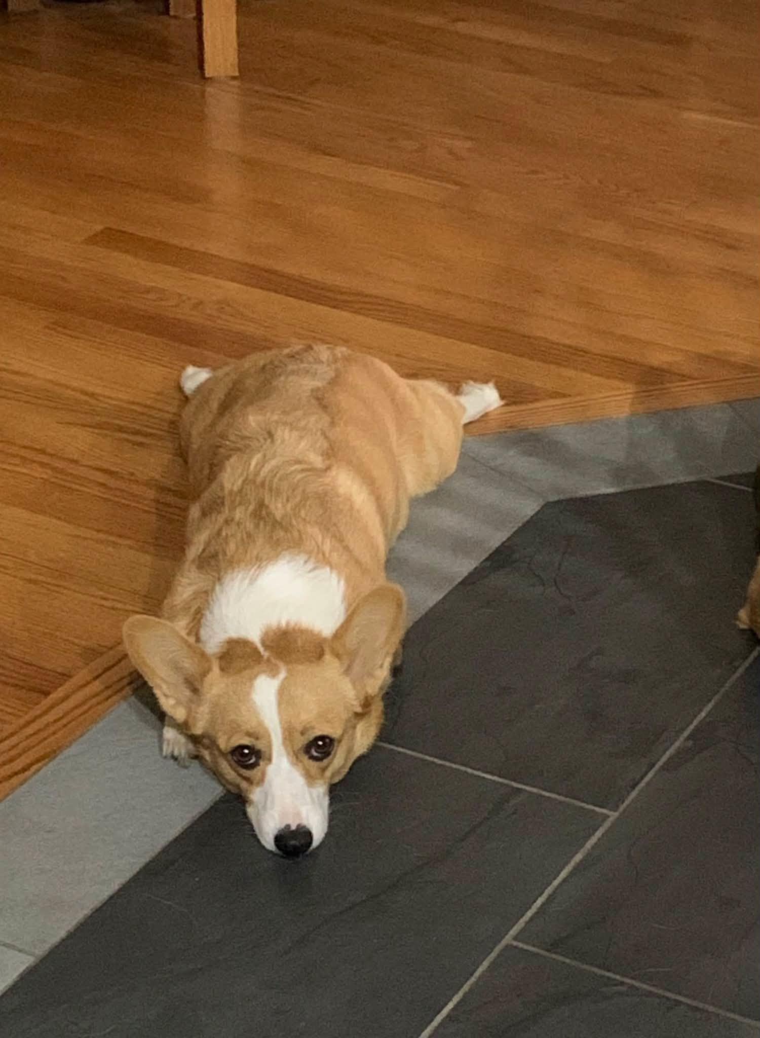Enlarge Maggie, a Adoptable Corgi in Clinton, WI image 3/3