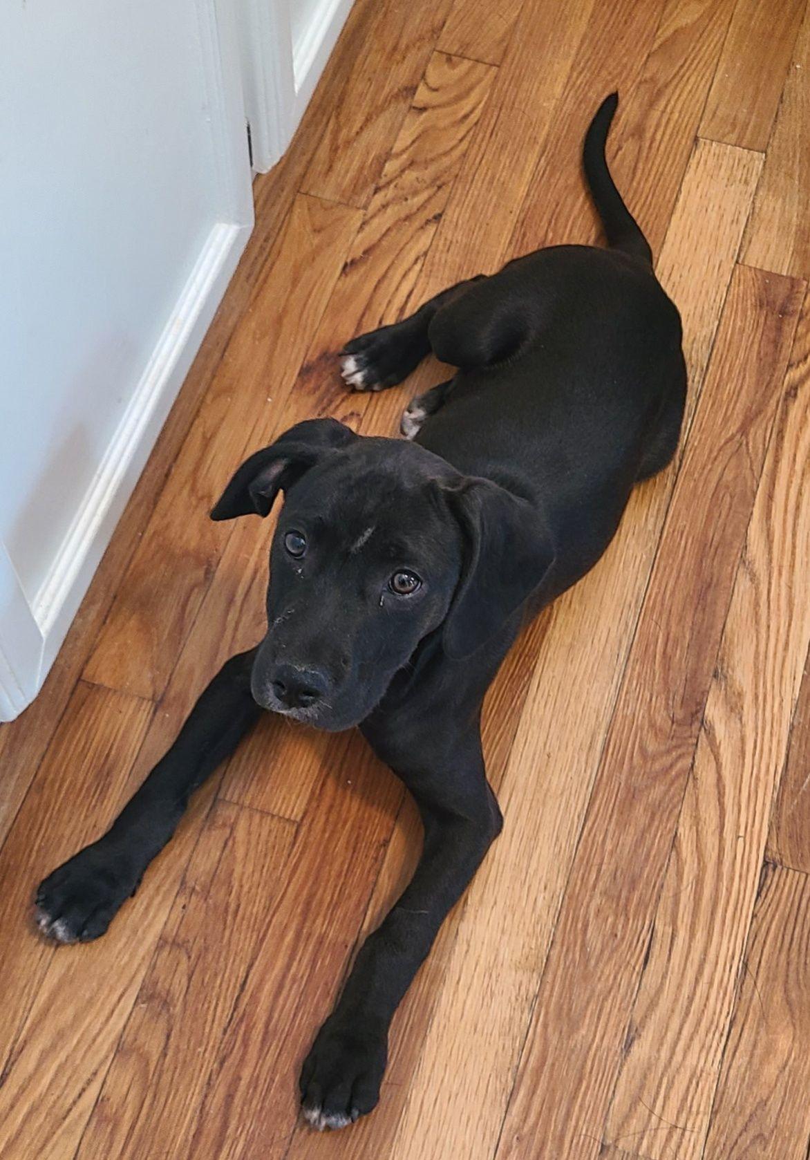 Ford, Baby Male Retriever