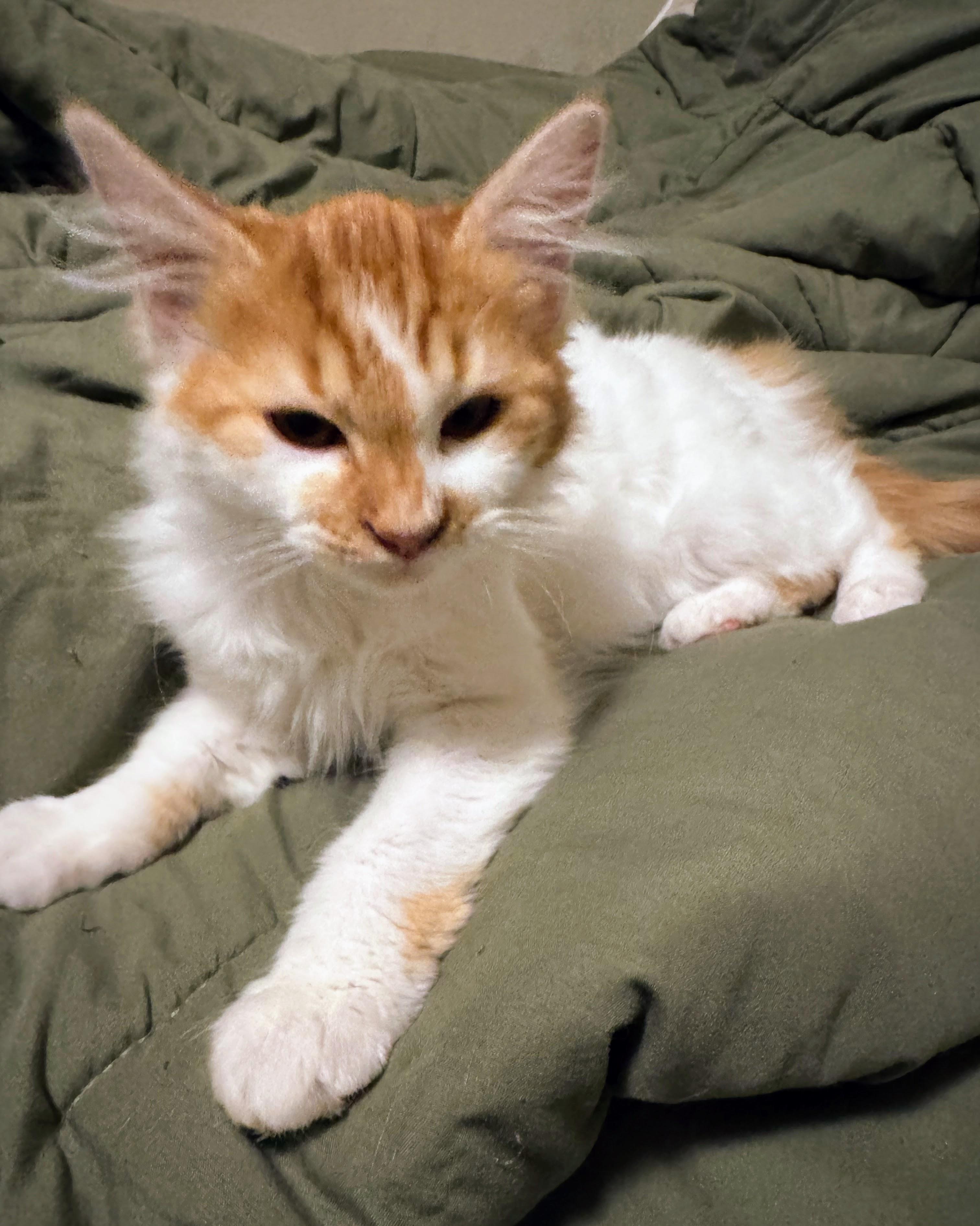 Enlarge Britney @ Fat Cat Cafe, an adopted Domestic Long Hair in Tallahassee, FL image 4/6