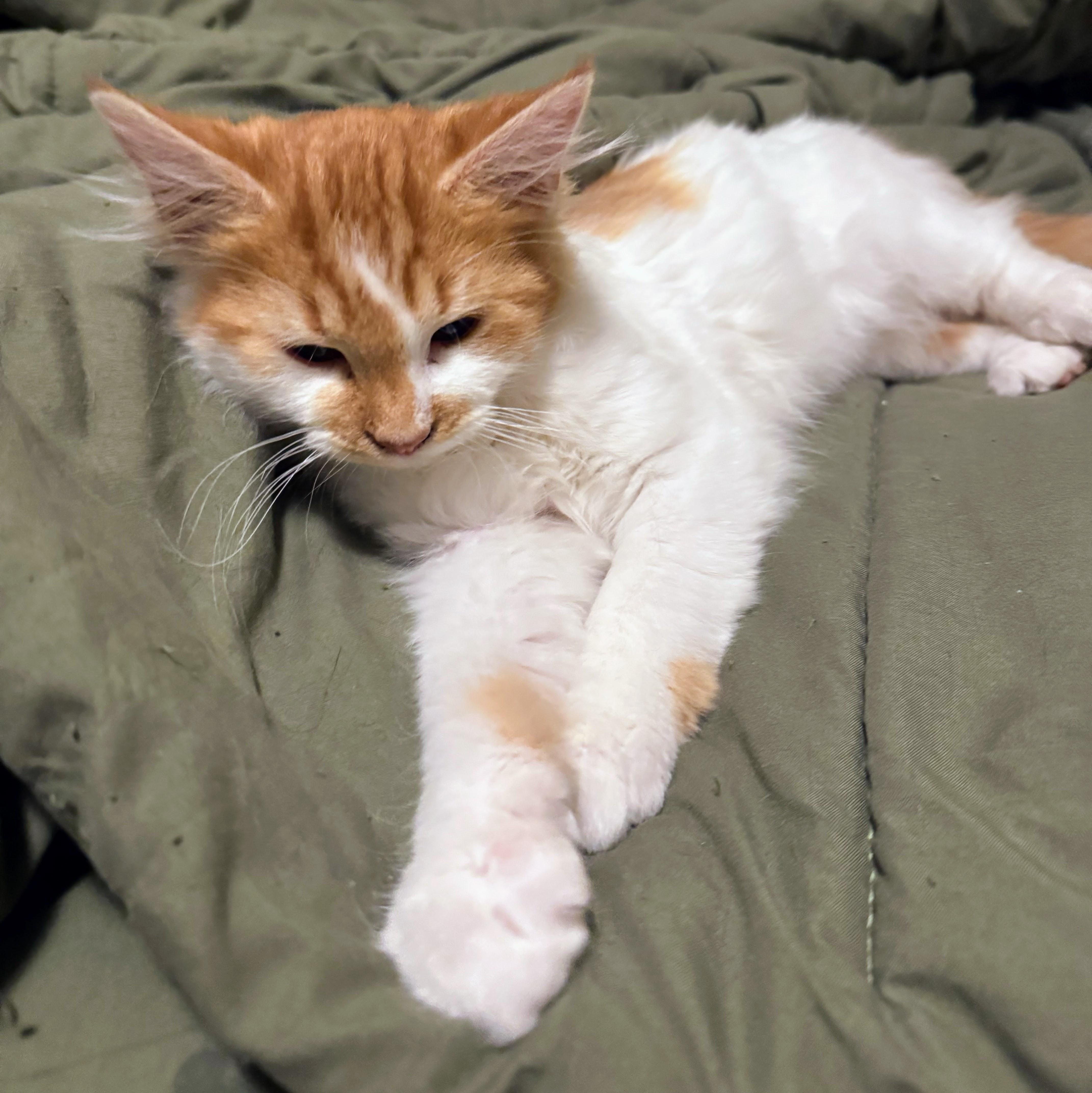 Enlarge Britney @ Fat Cat Cafe, an adopted Domestic Long Hair in Tallahassee, FL image 3/6