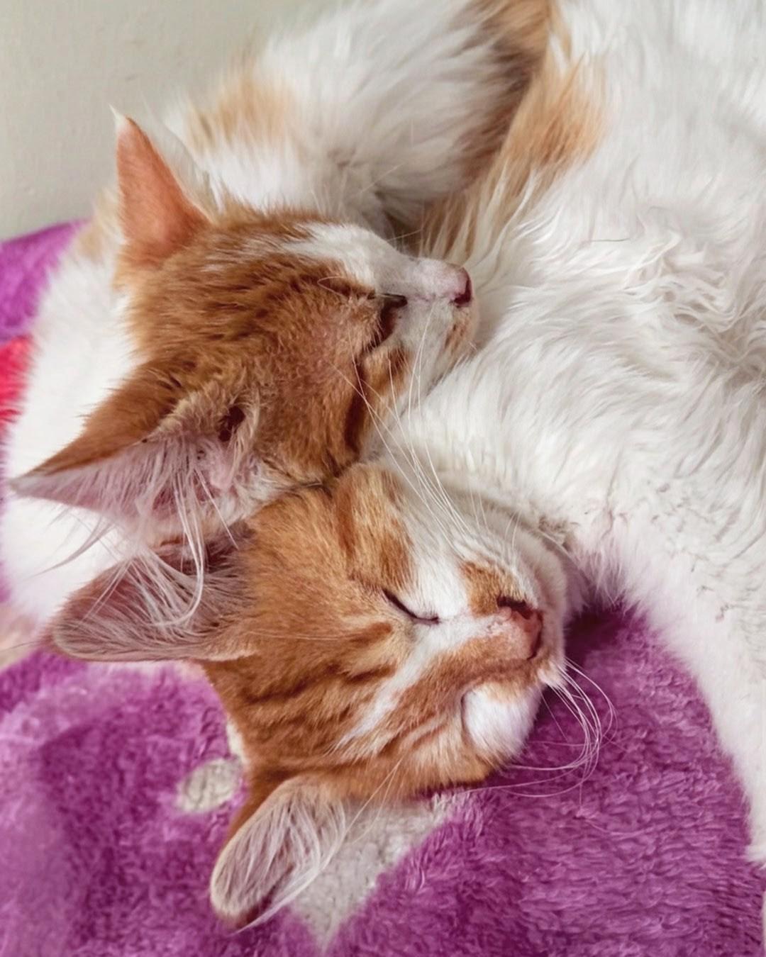 Enlarge Britney @ Fat Cat Cafe, an adopted Domestic Long Hair in Tallahassee, FL image 2/6