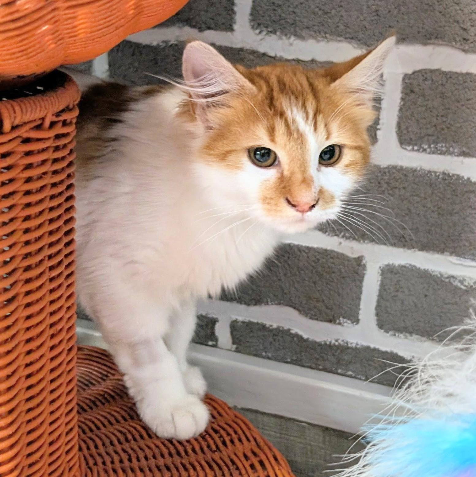 Enlarge Britney @ Fat Cat Cafe, an adopted Domestic Long Hair in Tallahassee, FL image 5/6