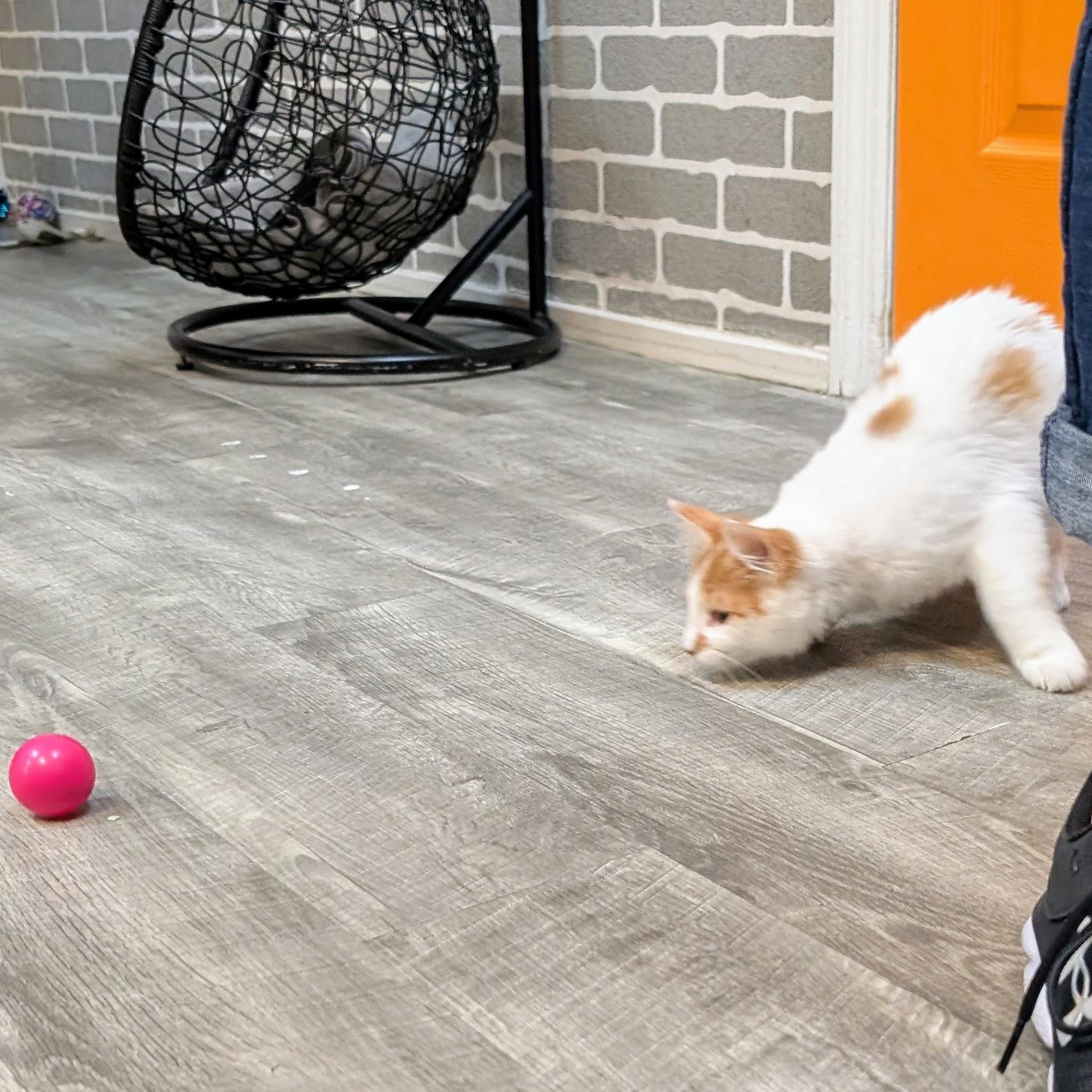 Enlarge Britney @ Fat Cat Cafe, an adopted Domestic Long Hair in Tallahassee, FL image 6/6