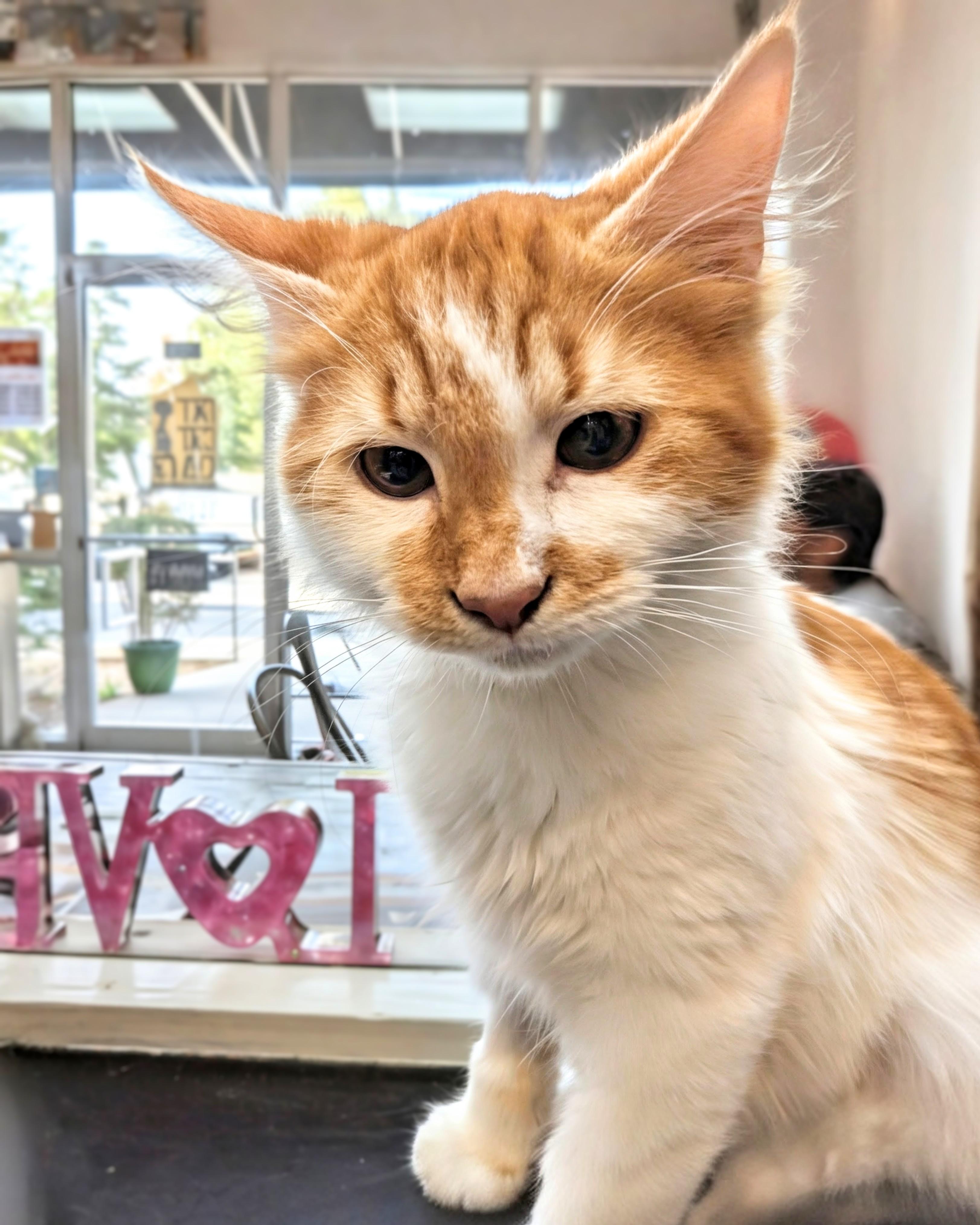 Britney @ Fat Cat Cafe, adopted, Kitten Female Domestic Long Hair.