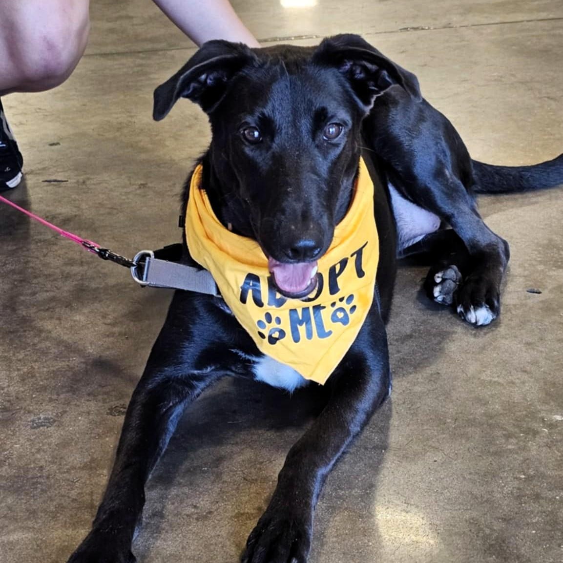 Enlarge RUBY - Needs a foster or adopter, a Adoptable mixed breed in Largo, FL image 2/6