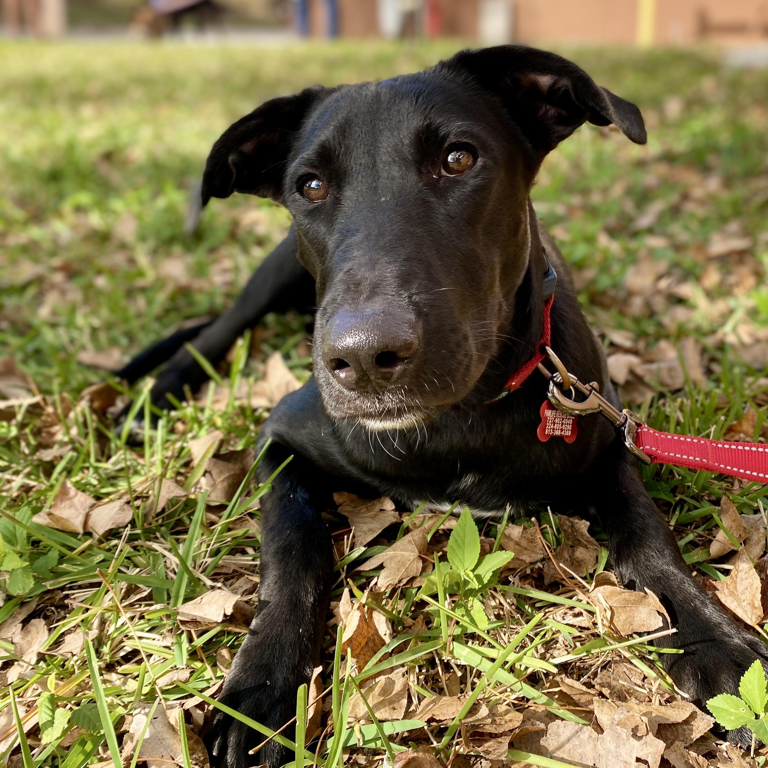 Enlarge RUBY - Needs a foster or adopter, a Adoptable mixed breed in Largo, FL image 6/6