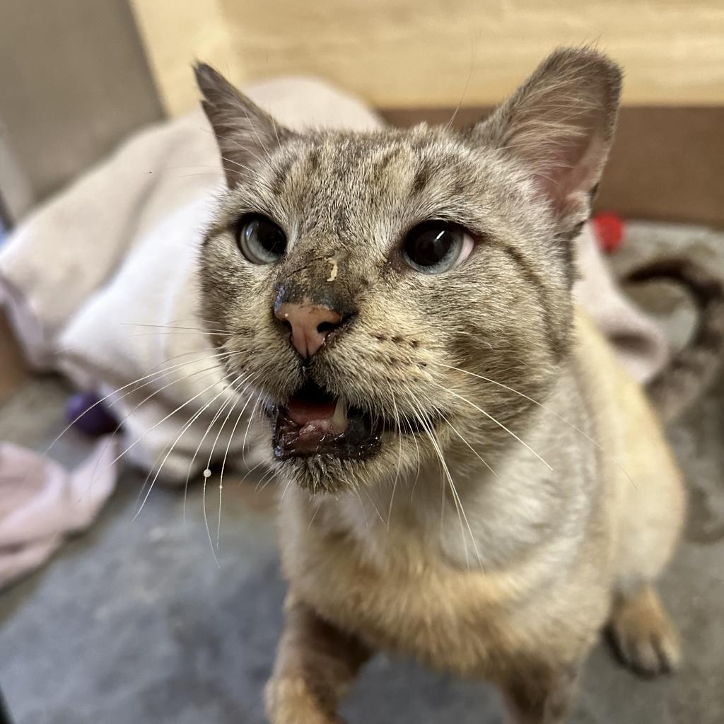 Johnny Cage — thumbnail 3