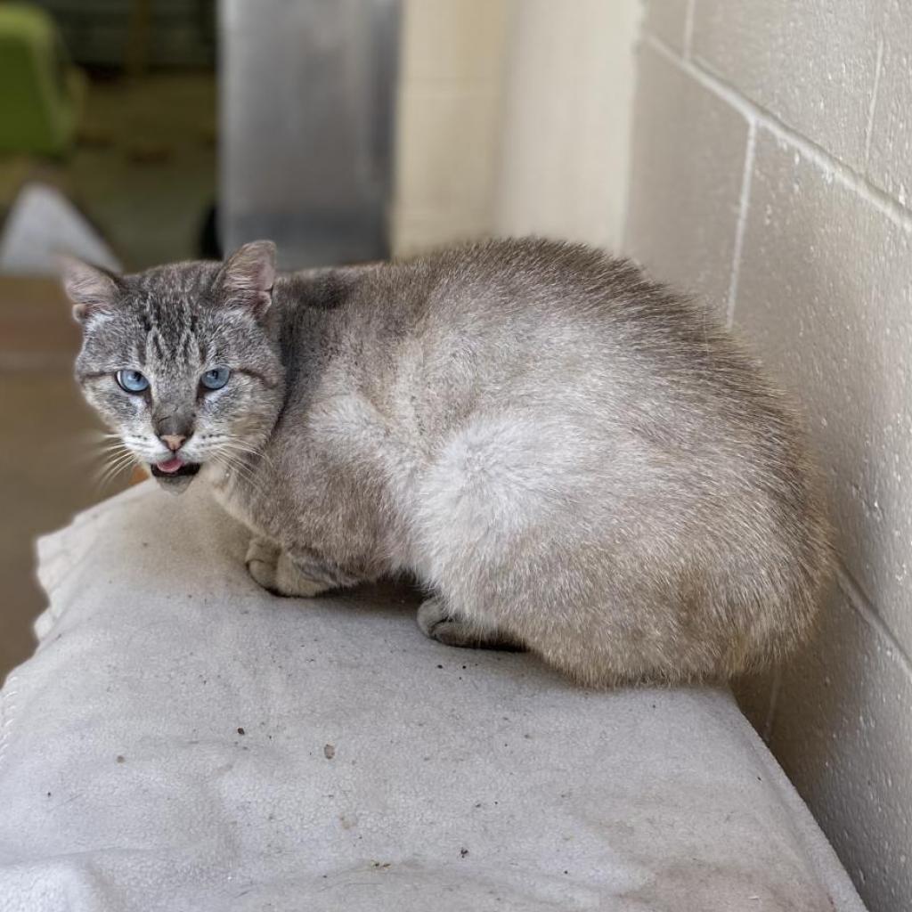 Johnny Cage — thumbnail 4