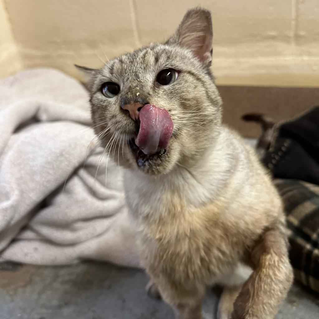 Johnny Cage — thumbnail 5